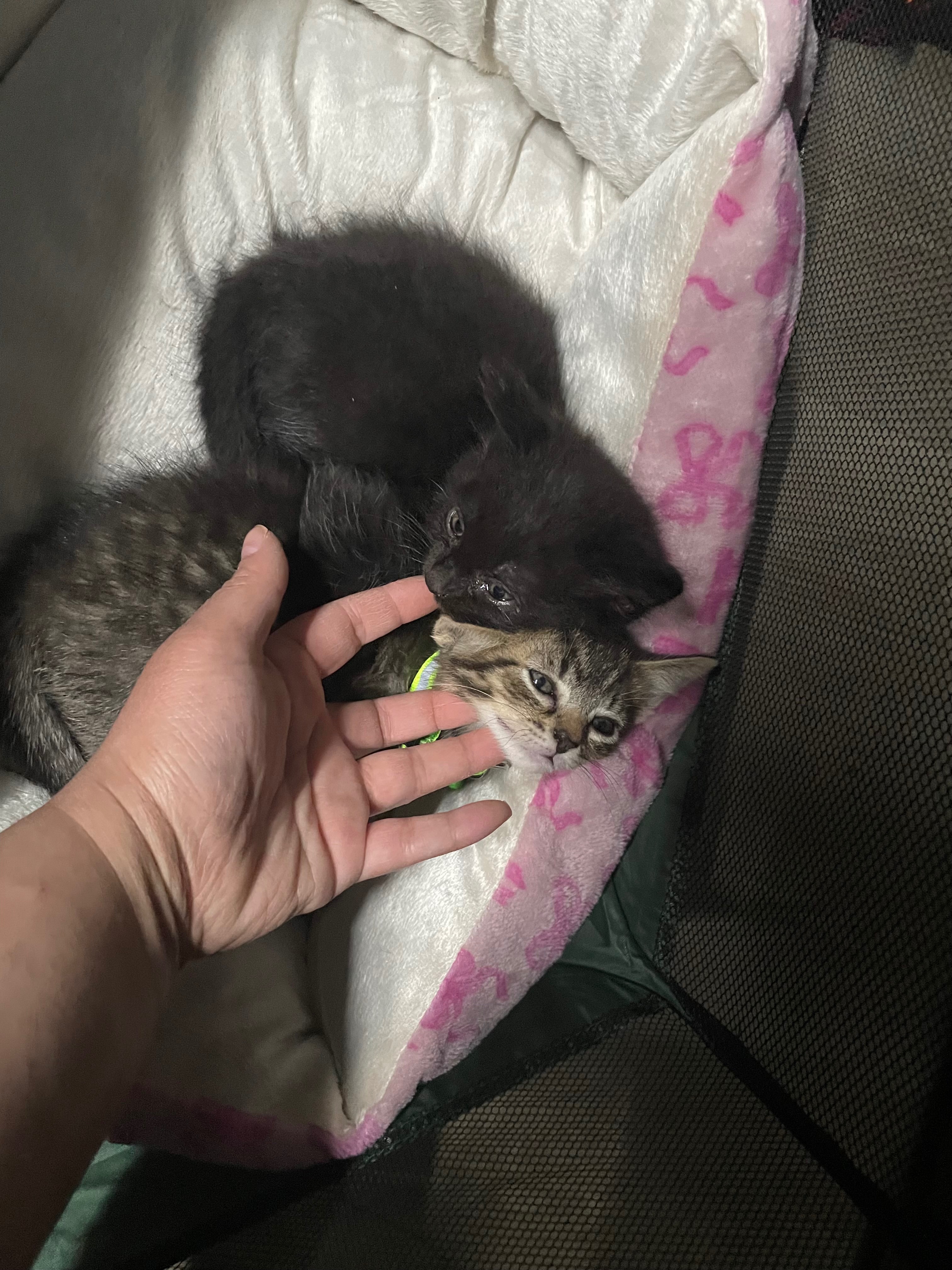 Support Phoenix's Legacy: Kitten Rescue campaign photo, 6 of 8