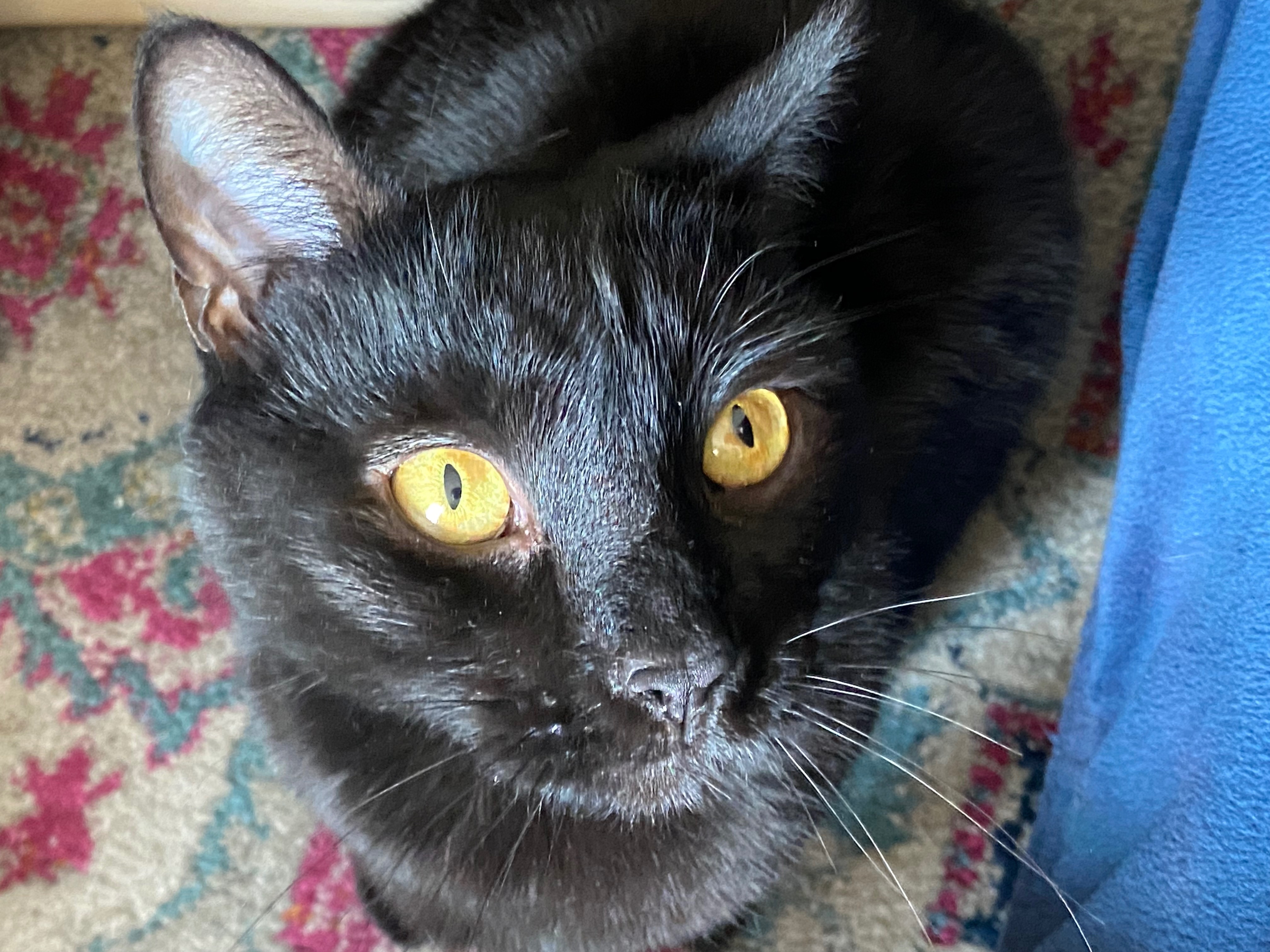 User-uploaded image 1