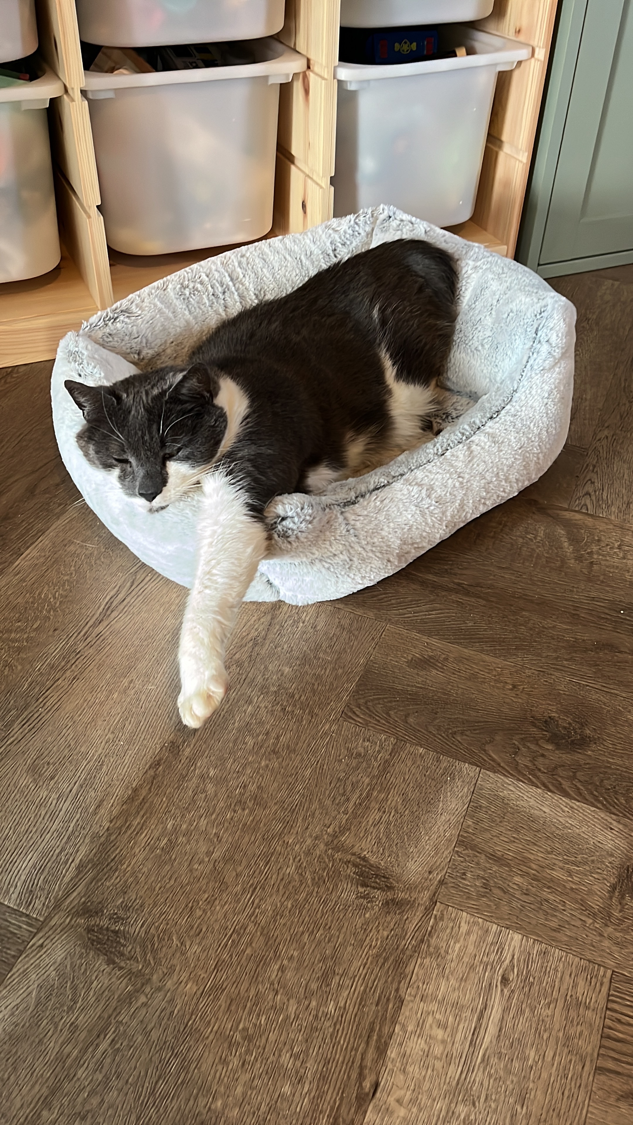 Urgent medical treatment for our Cat campaign photo, 2 of 7