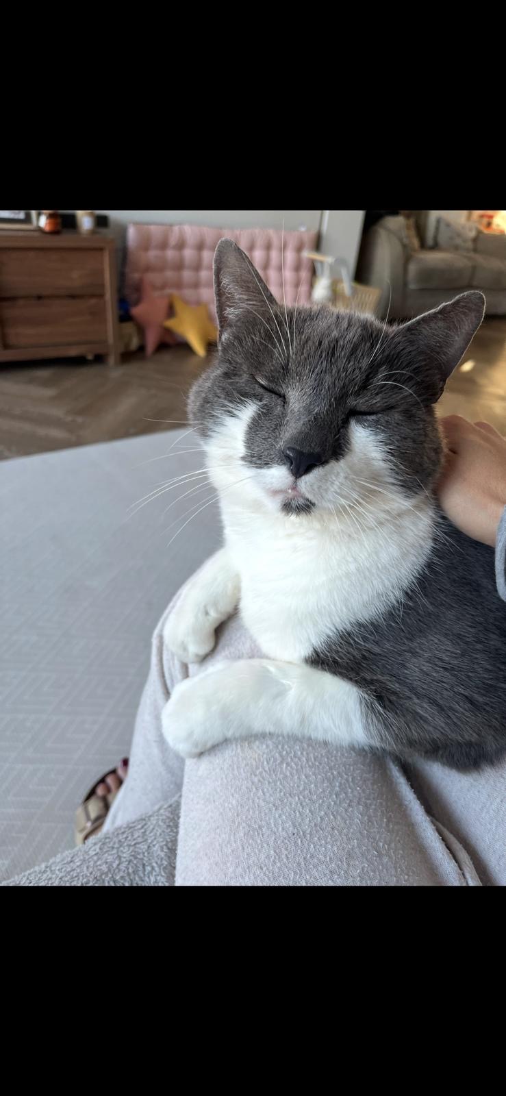 Urgent medical treatment for our Cat campaign photo, 4 of 7