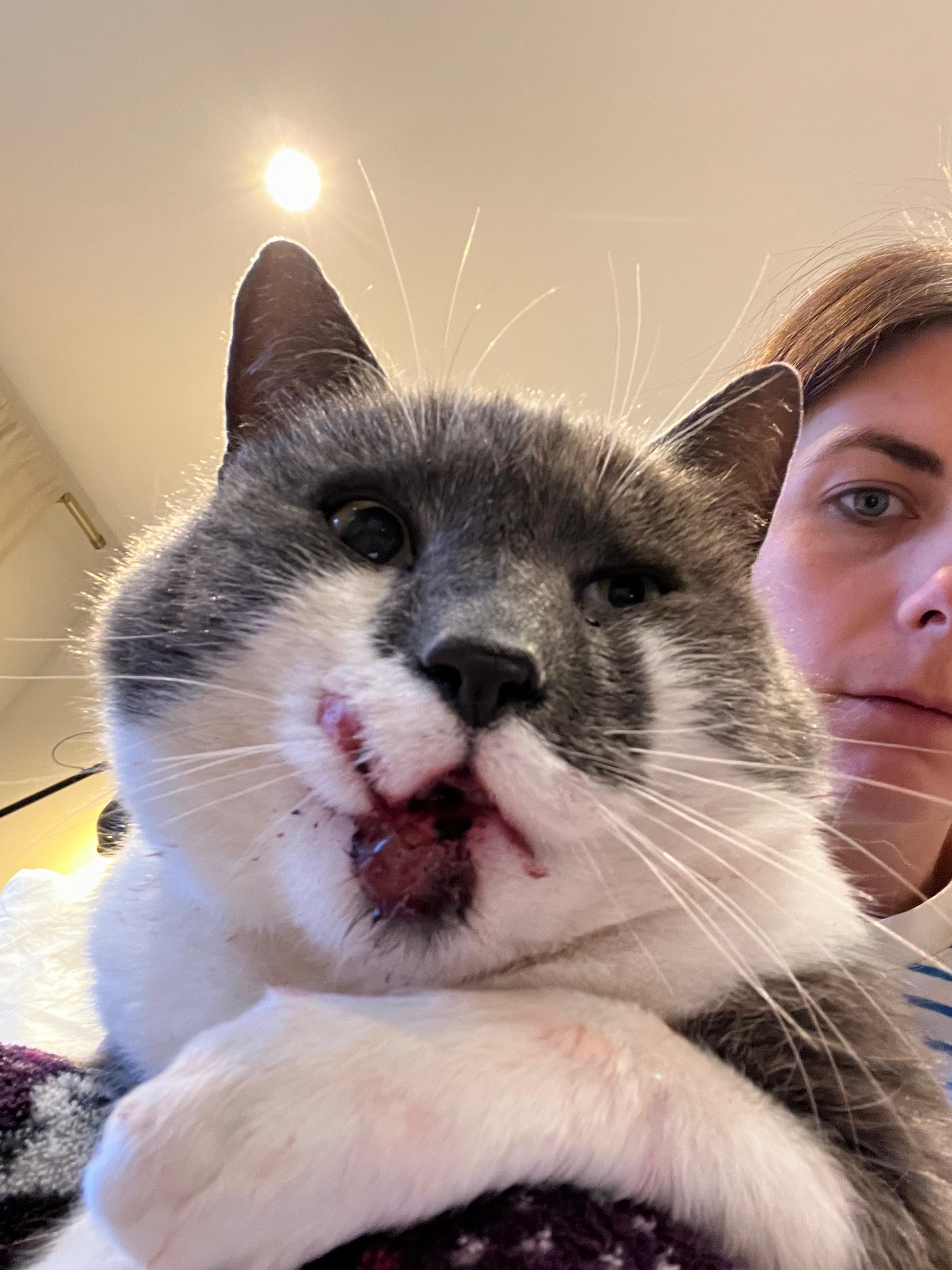 Urgent medical treatment for our Cat campaign photo, 6 of 7