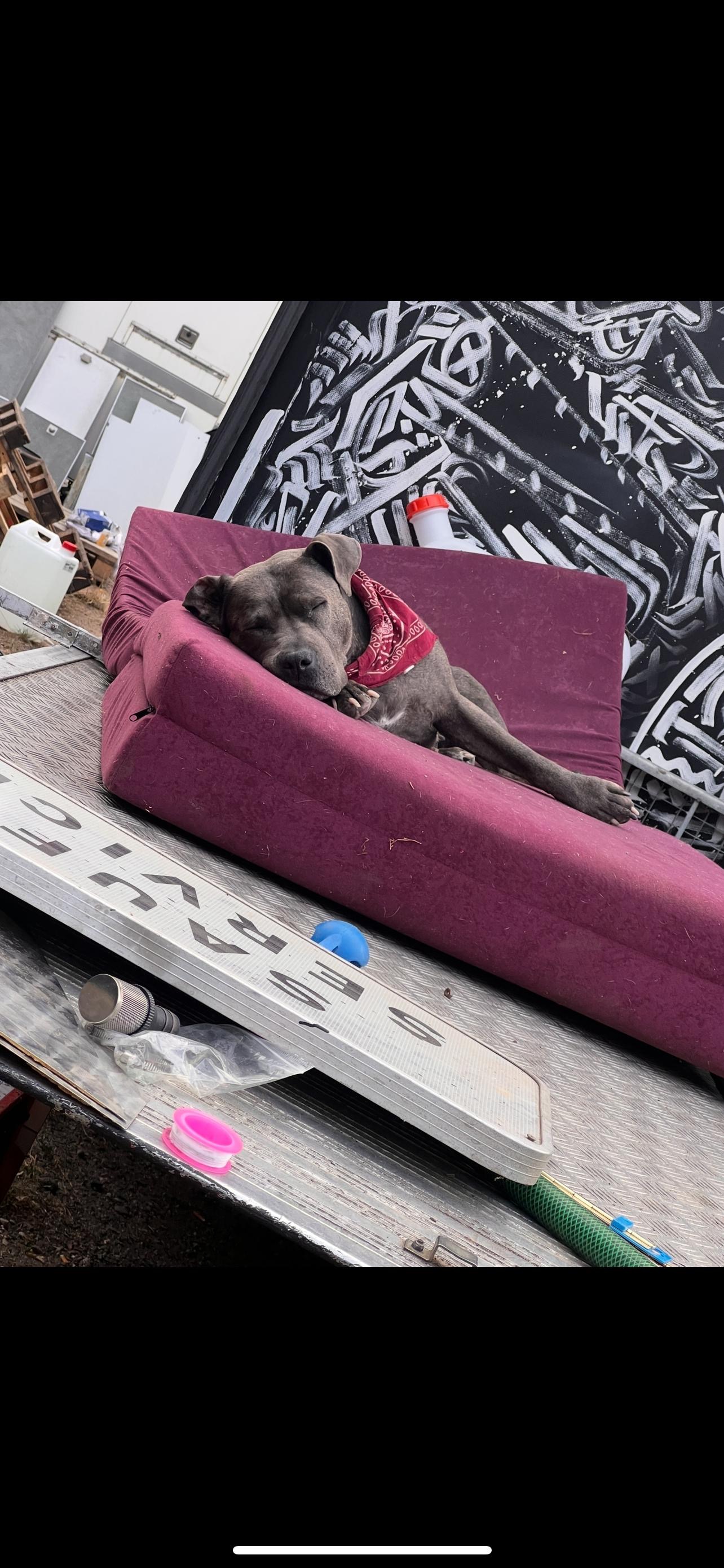 Rettet unsere treue Gefährtin – Lola campaign photo, 5 of 8