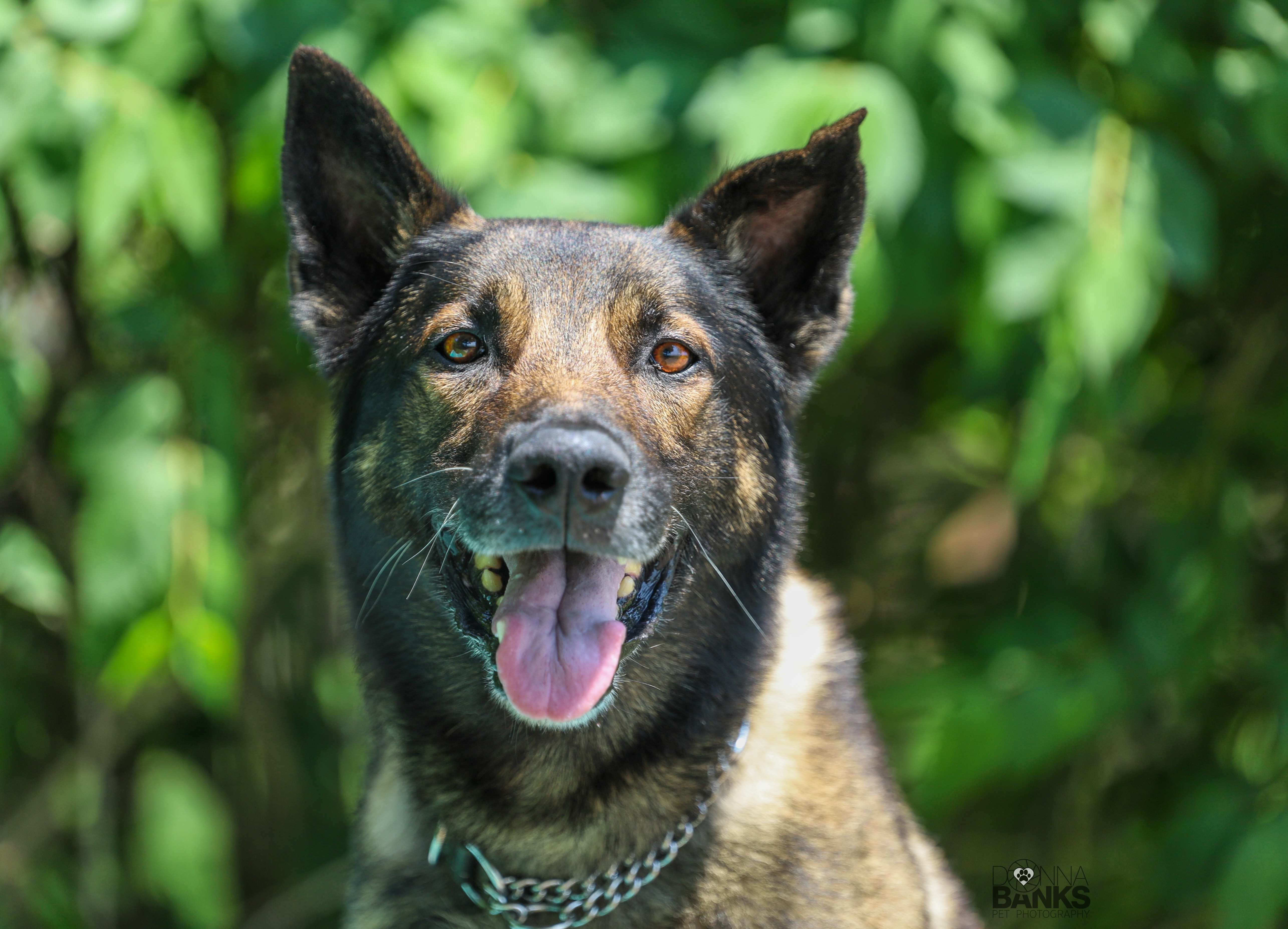Help Major "Retrieve" His Swagger! campaign photo, 2 of 3