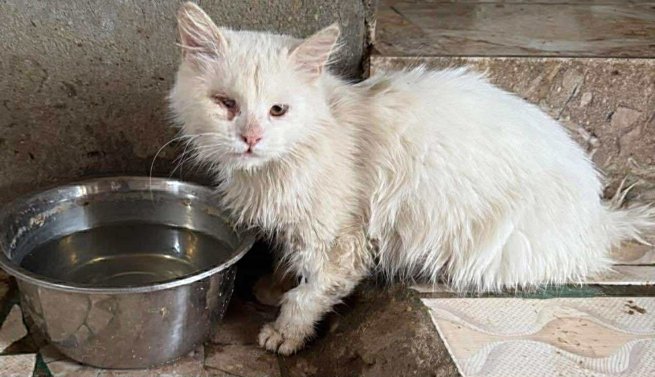 User-uploaded image 1