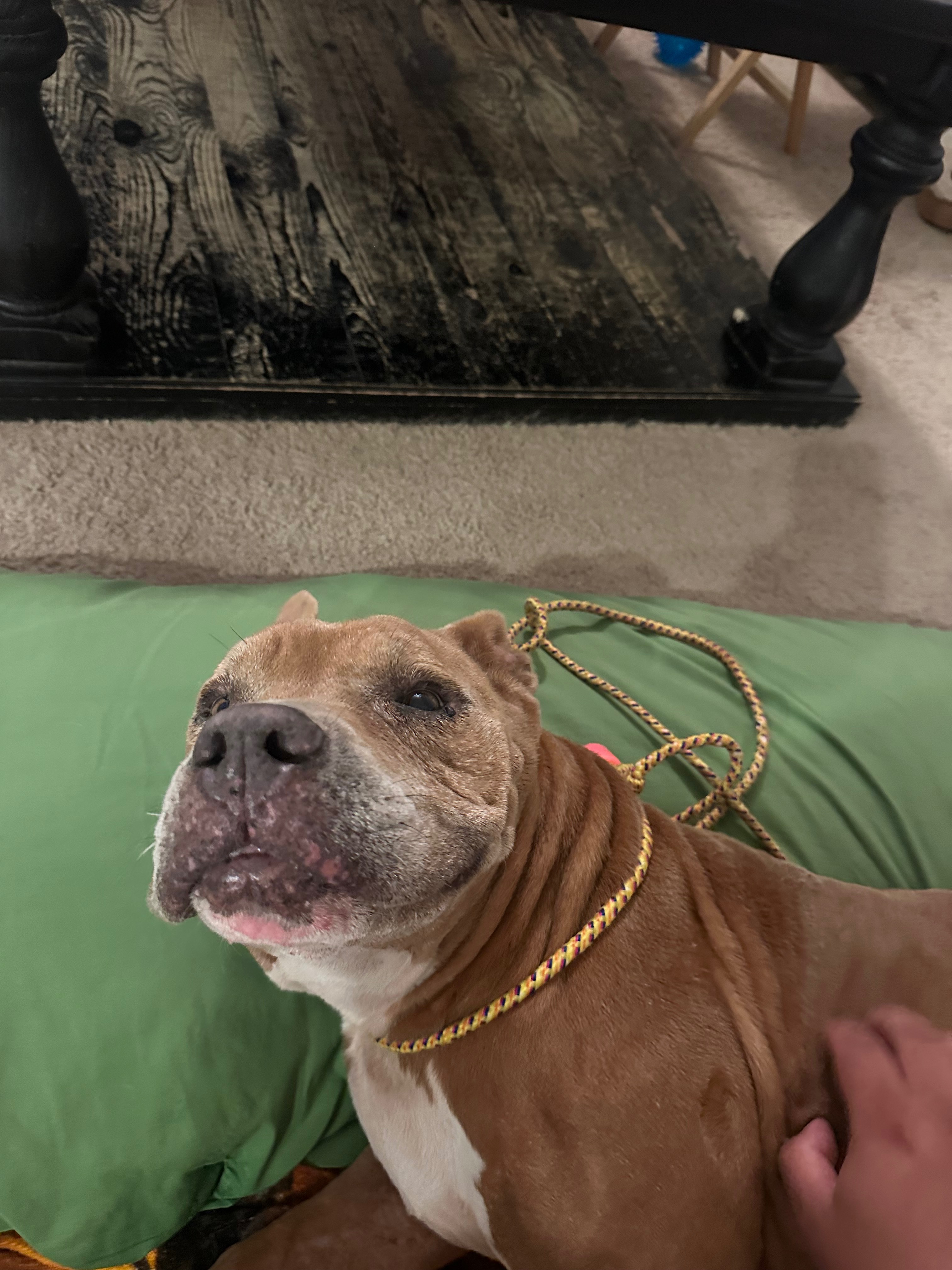 Help Save This Dog from Heartworm Disease campaign photo, 6 of 7