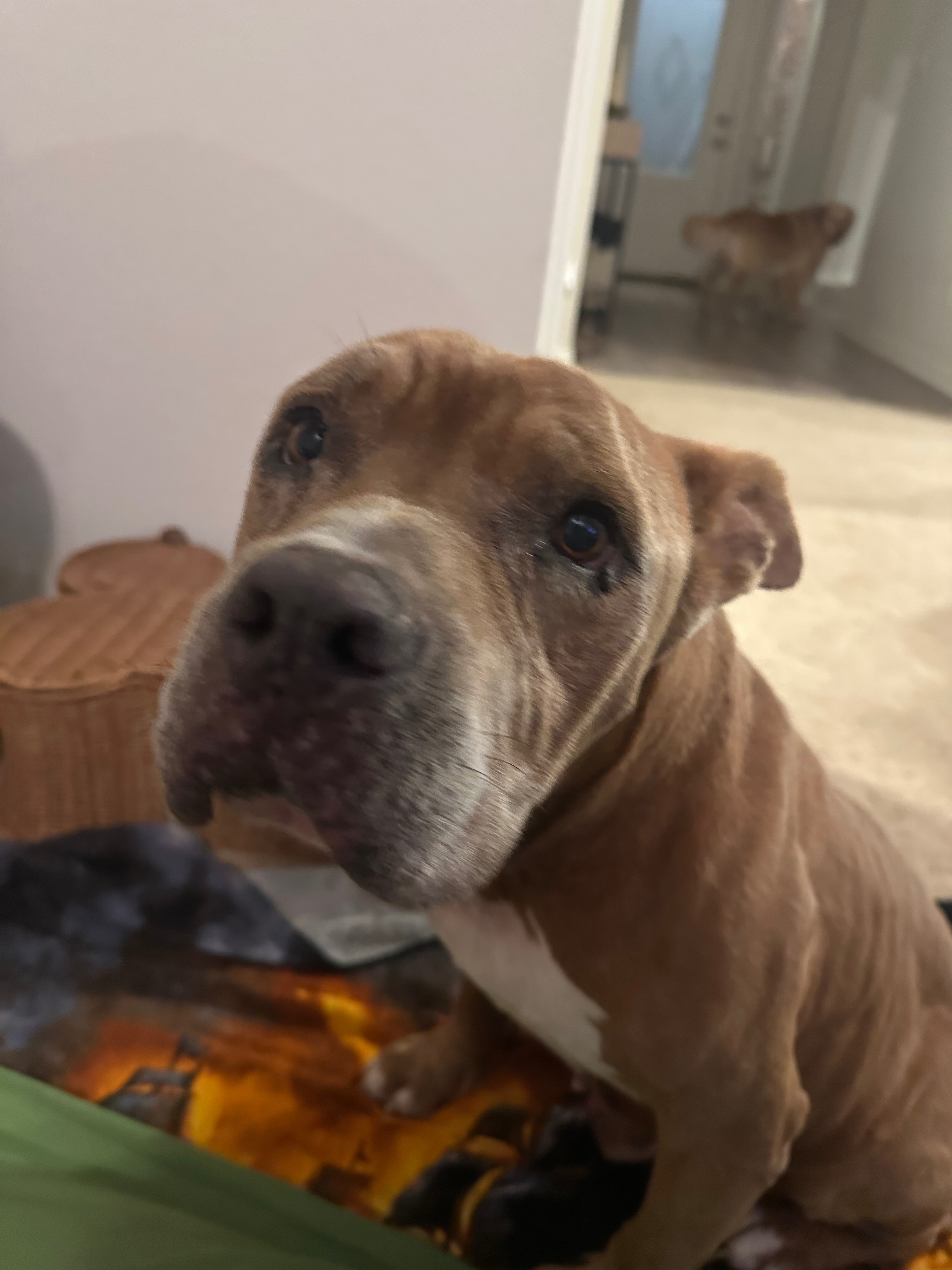 Help Save This Dog from Heartworm Disease campaign photo, 2 of 7