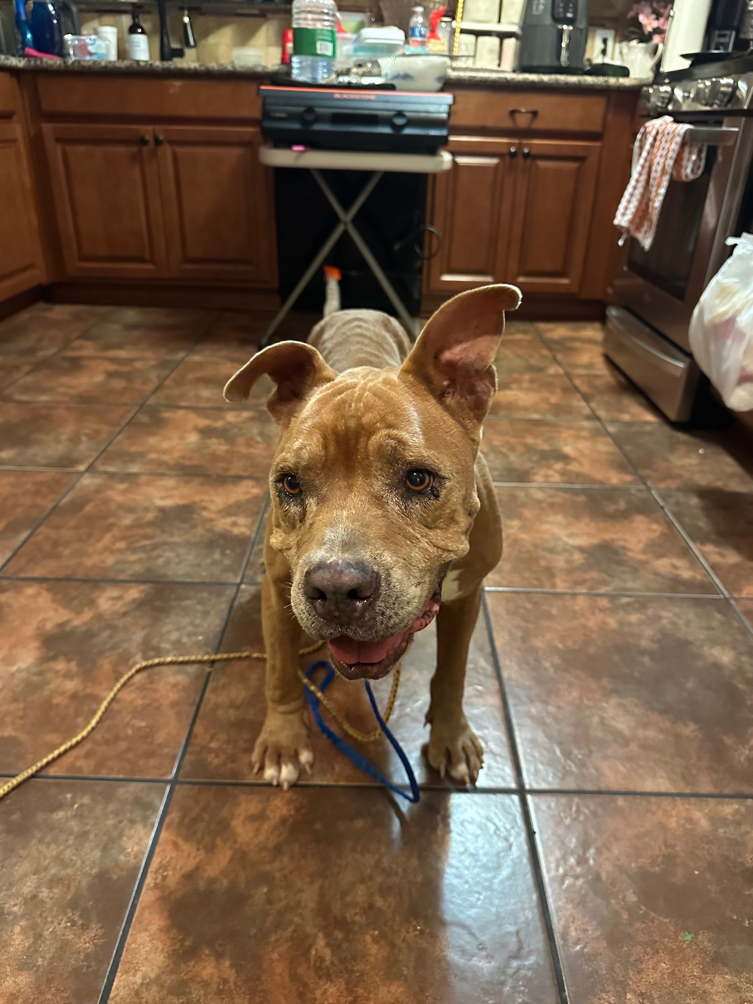 Help Save This Dog from Heartworm Disease campaign photo, 4 of 7