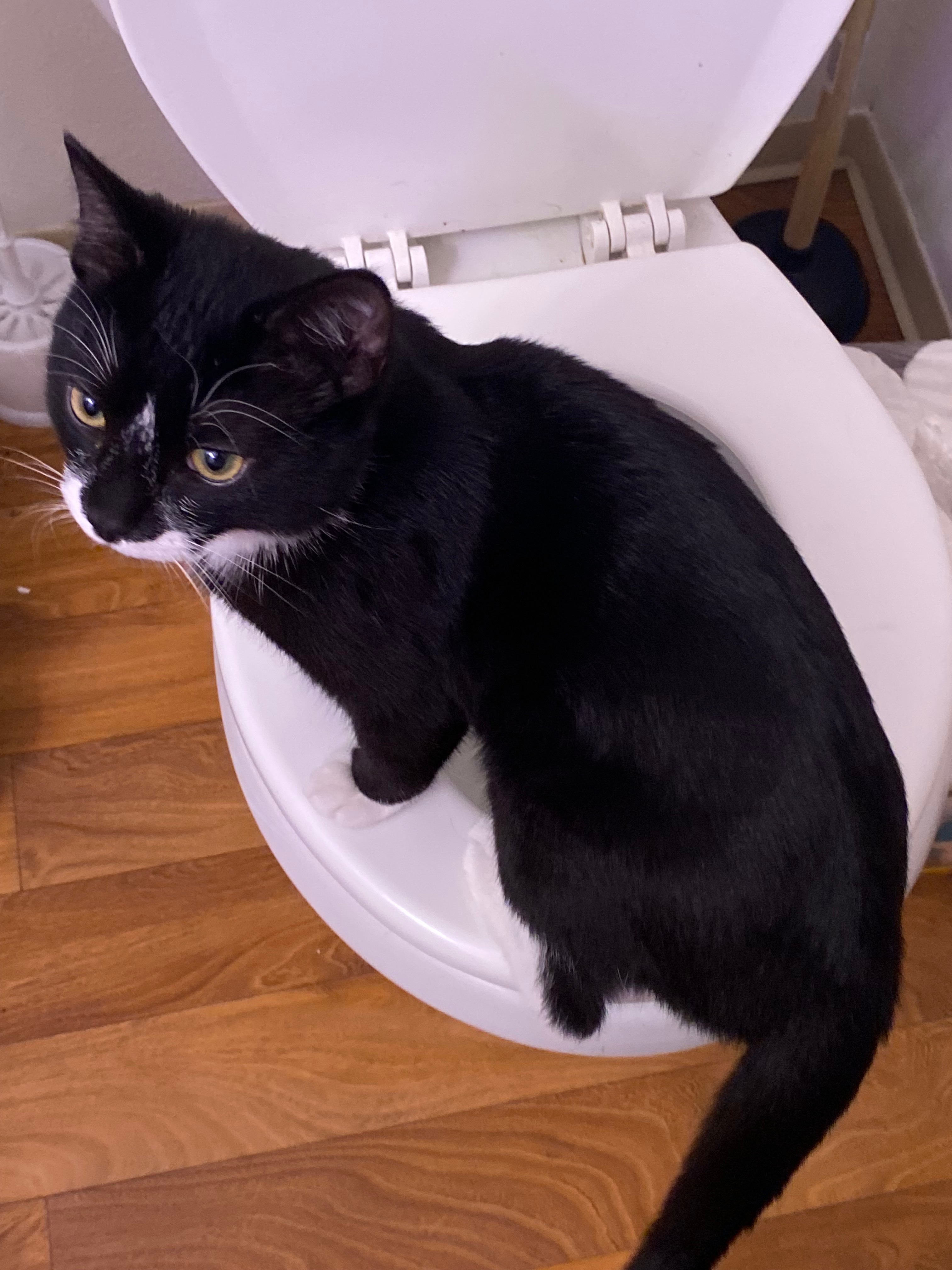 Help raise money for Oatmeal’s medical bills! campaign photo, 2 of 8