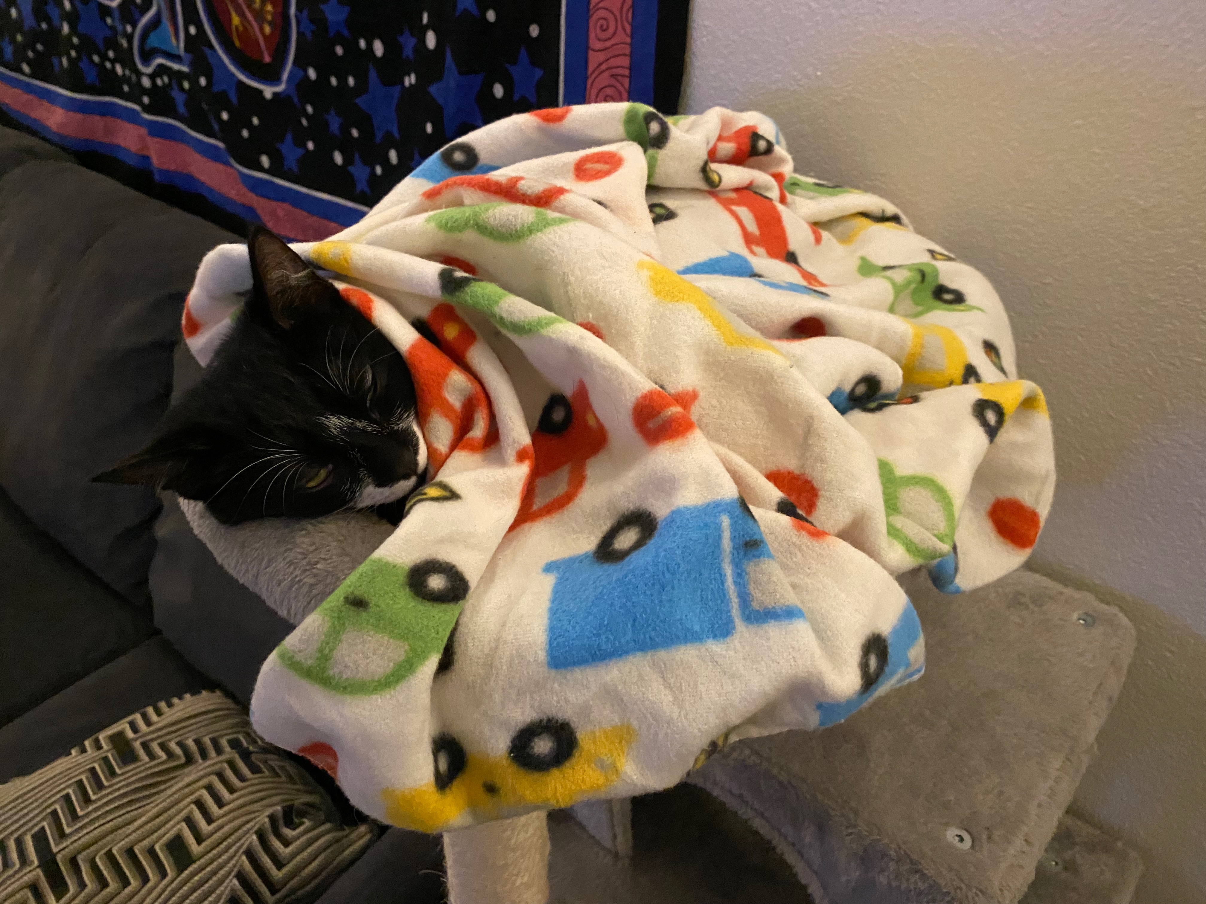 Help raise money for Oatmeal’s medical bills! campaign photo, 4 of 8