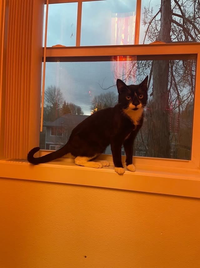 Help raise money for Oatmeal’s medical bills! campaign photo, 5 of 8