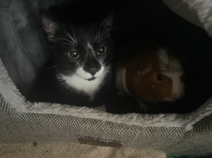 Help raise money for Oatmeal’s medical bills! campaign photo, 6 of 8
