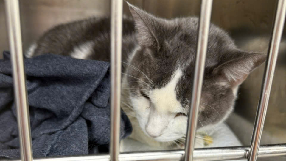 Kodak needs your help. Please give us a miracle! photo