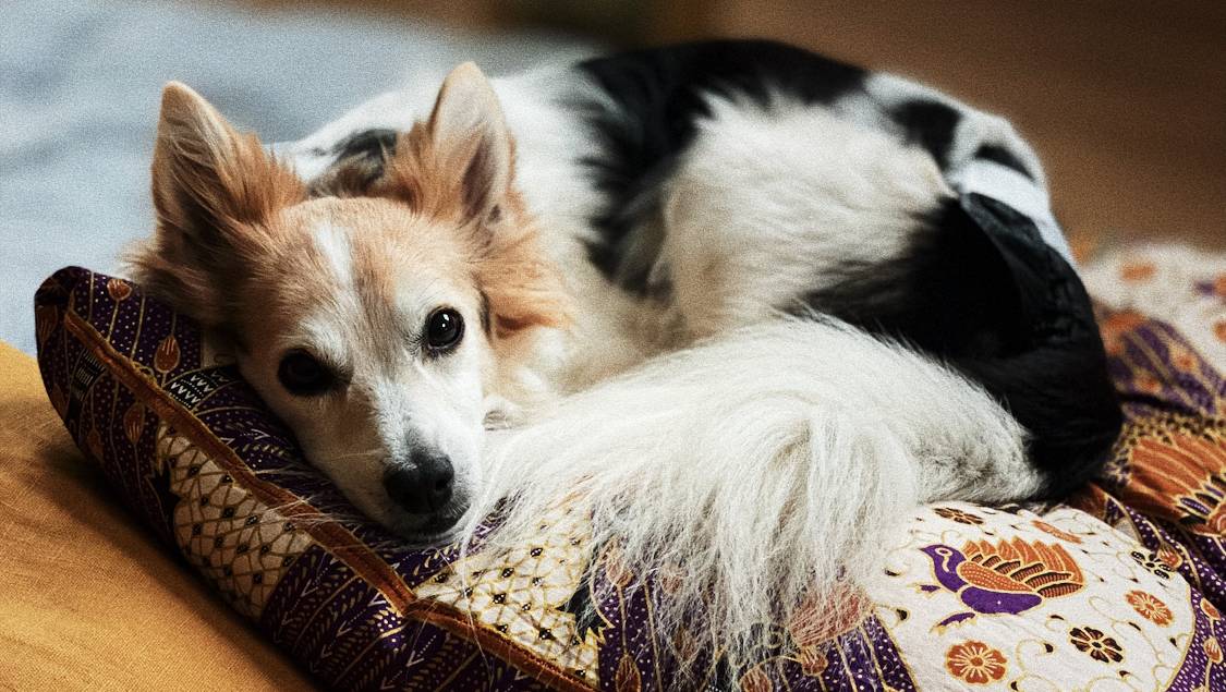 Indi’s Heart Fund photo