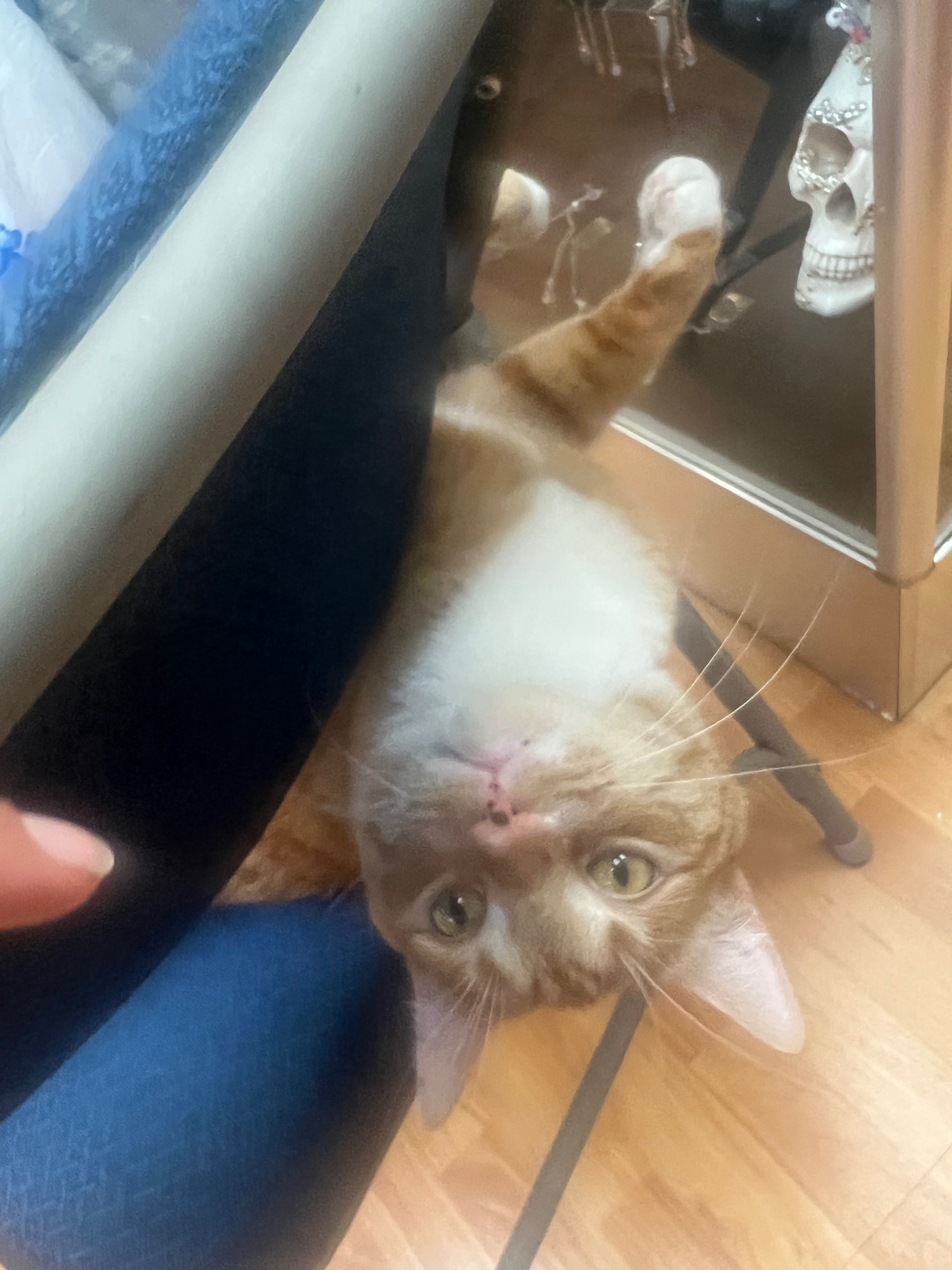 Help Save Lionel: Emergency Vet Care Needed campaign photo, 6 of 7