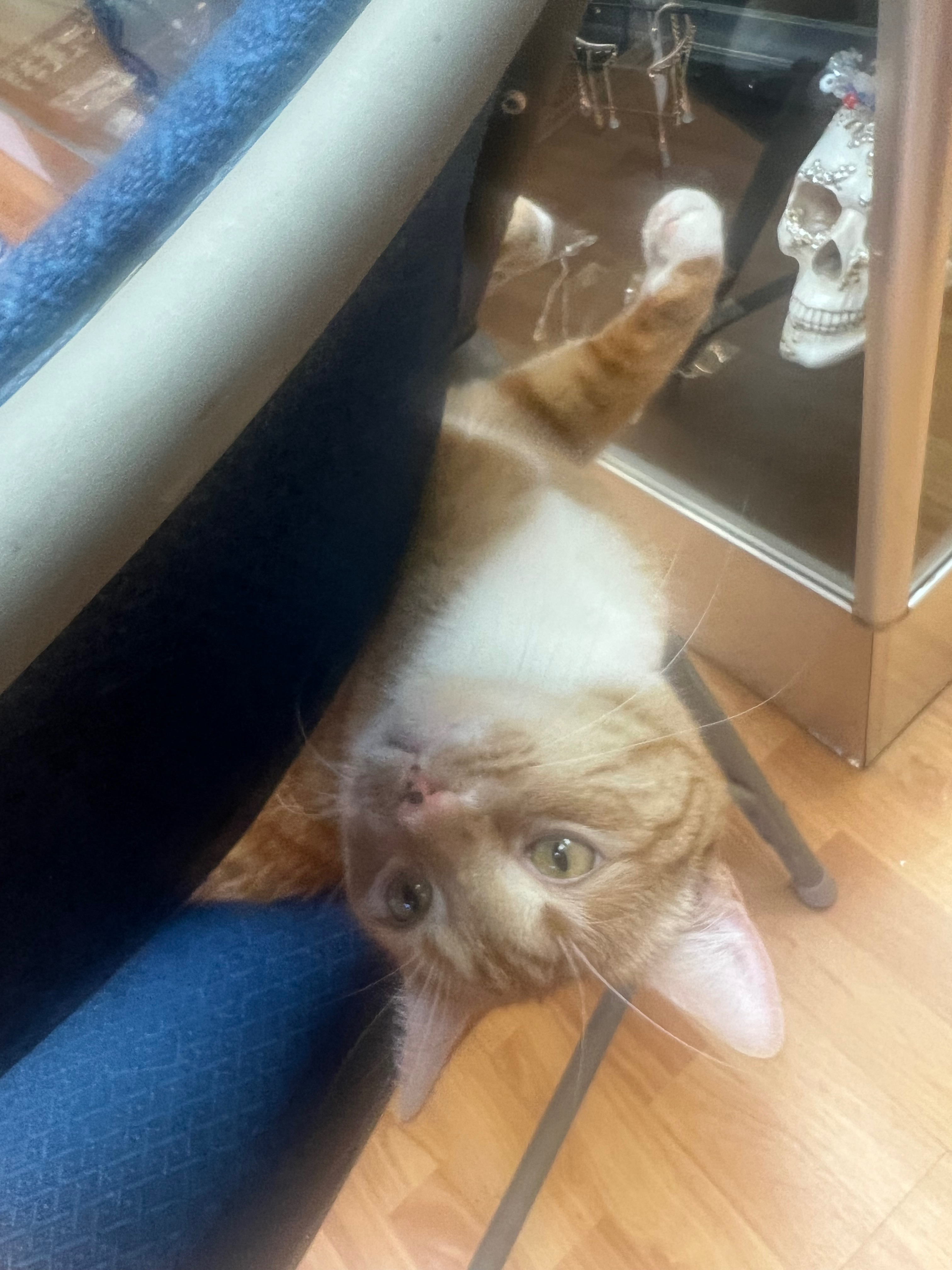 Help Save Lionel: Emergency Vet Care Needed campaign photo, 2 of 7