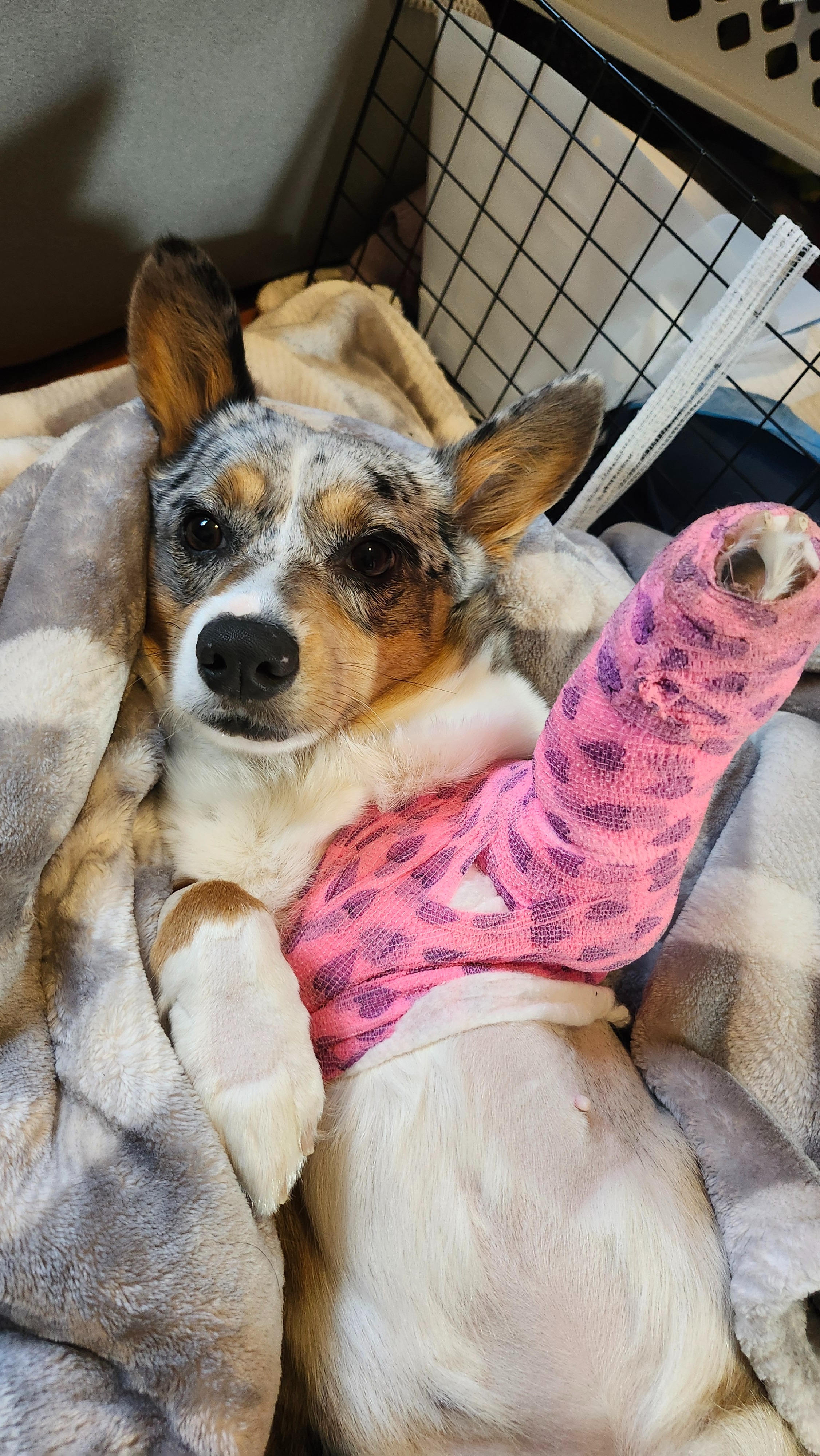 Save Baby Moon: Urgent Vet Bills campaign photo, 2 of 8