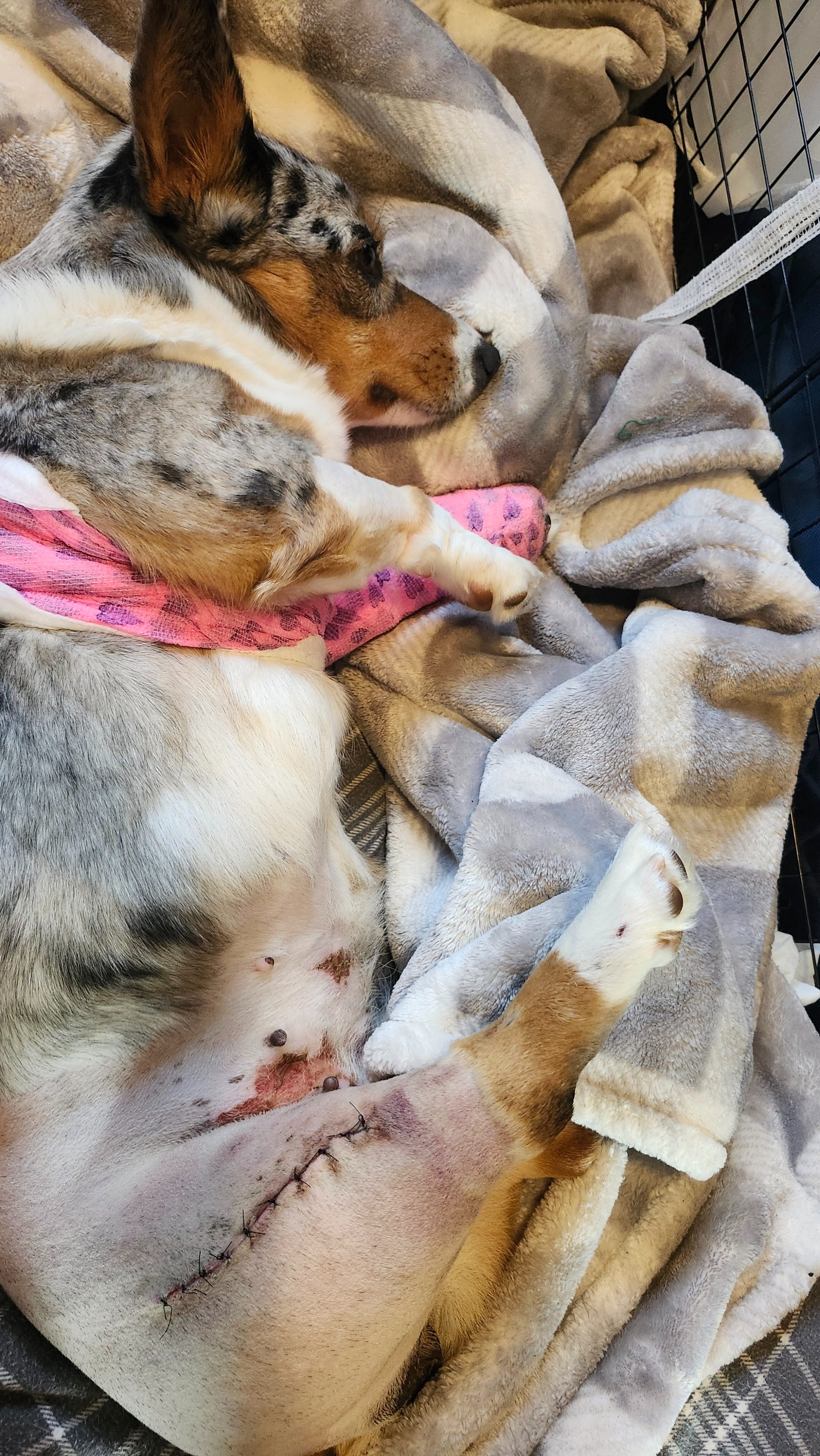 Save Baby Moon: Urgent Vet Bills campaign photo, 4 of 8