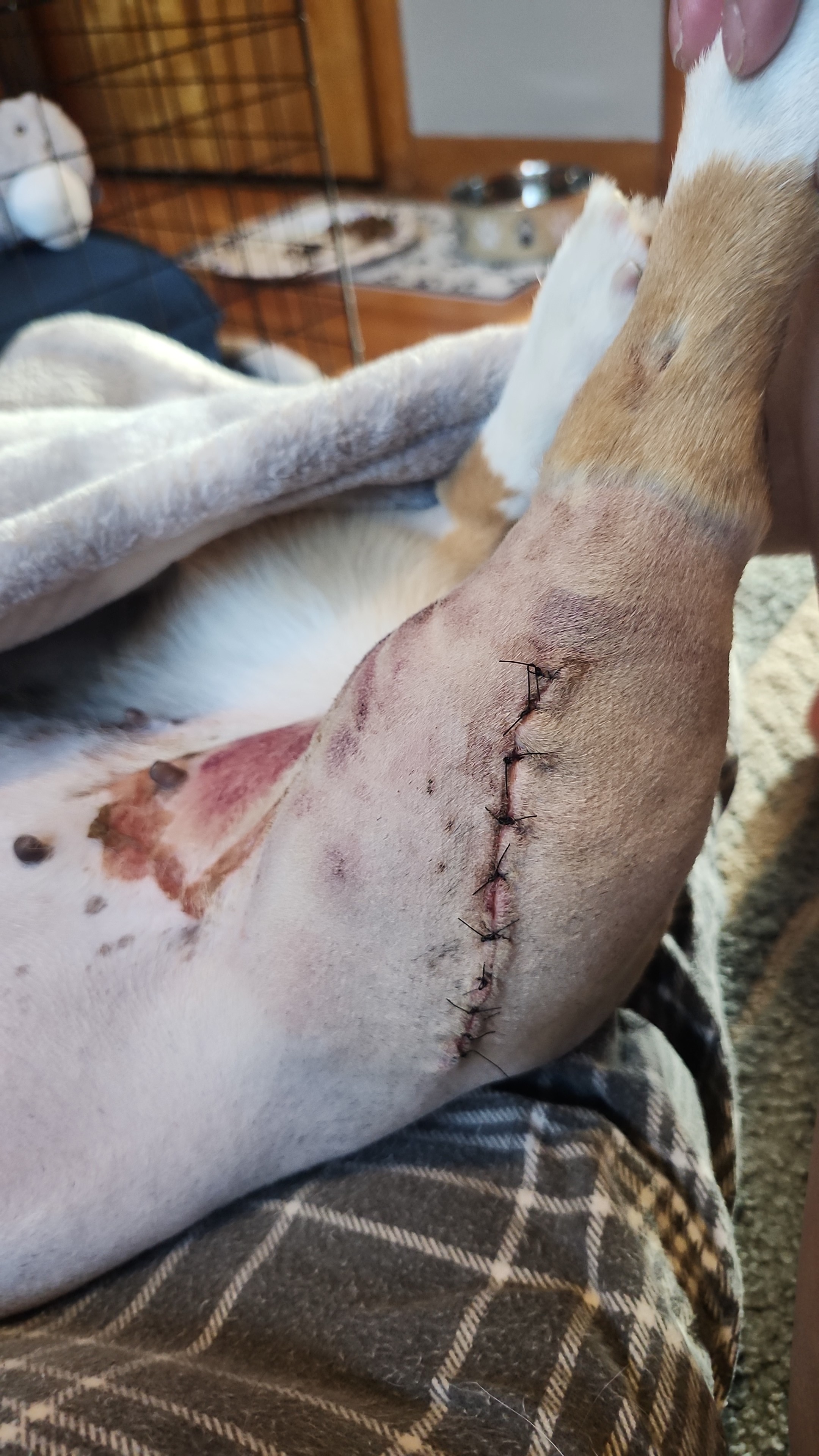 Save Baby Moon: Urgent Vet Bills campaign photo, 5 of 8