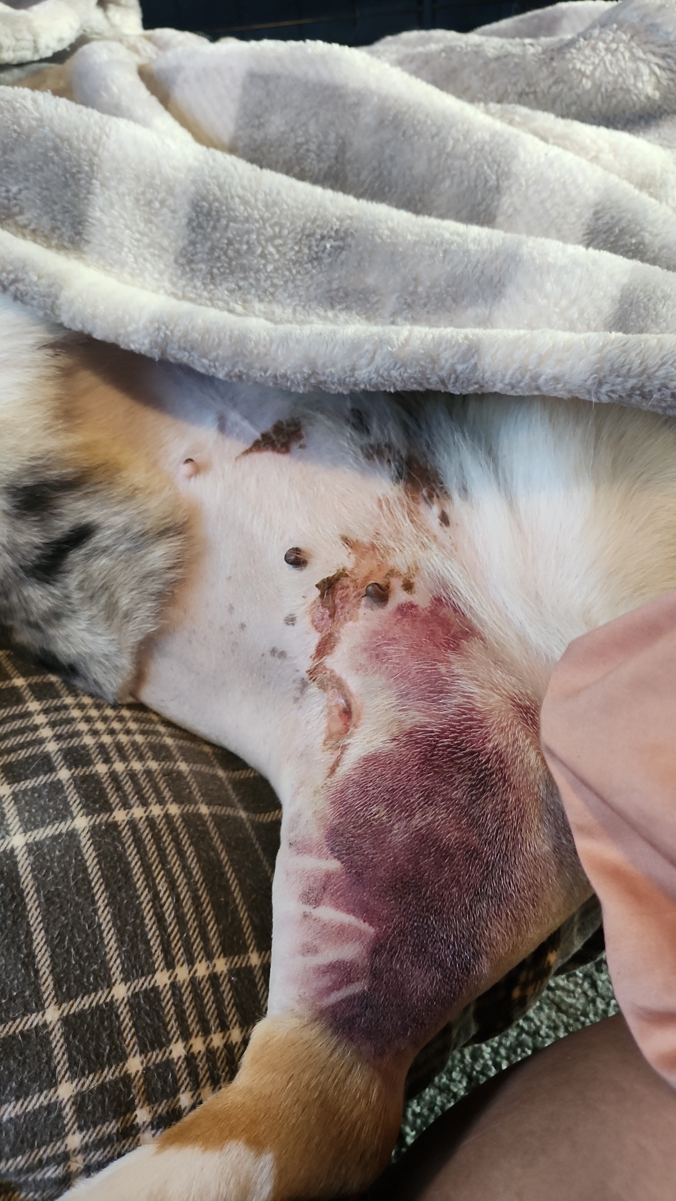 Save Baby Moon: Urgent Vet Bills campaign photo, 6 of 8