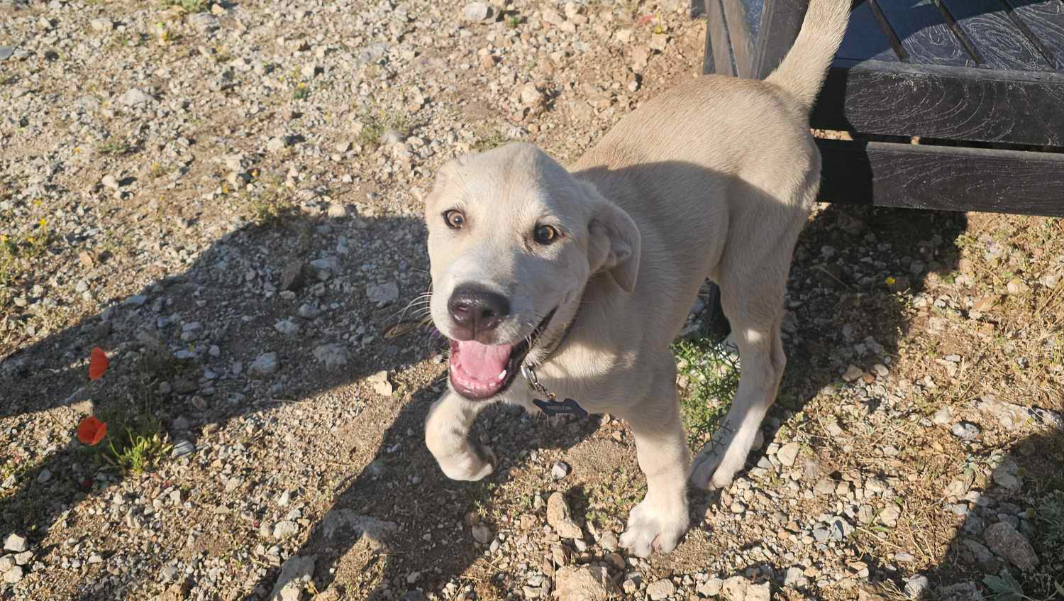 Please help me get Kai home photo
