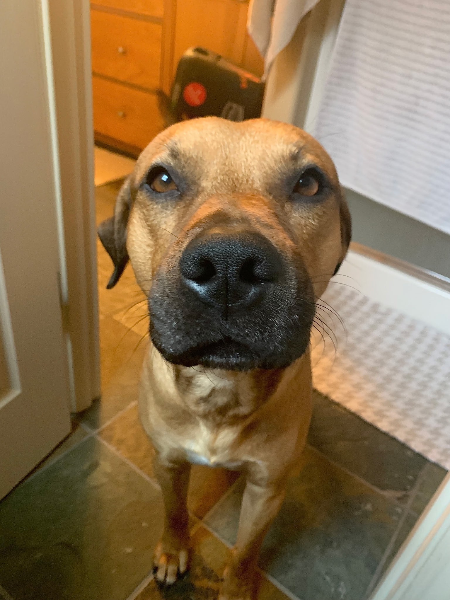 Support Paige and Michael's Pet Cancer Battle campaign photo, 2 of 8