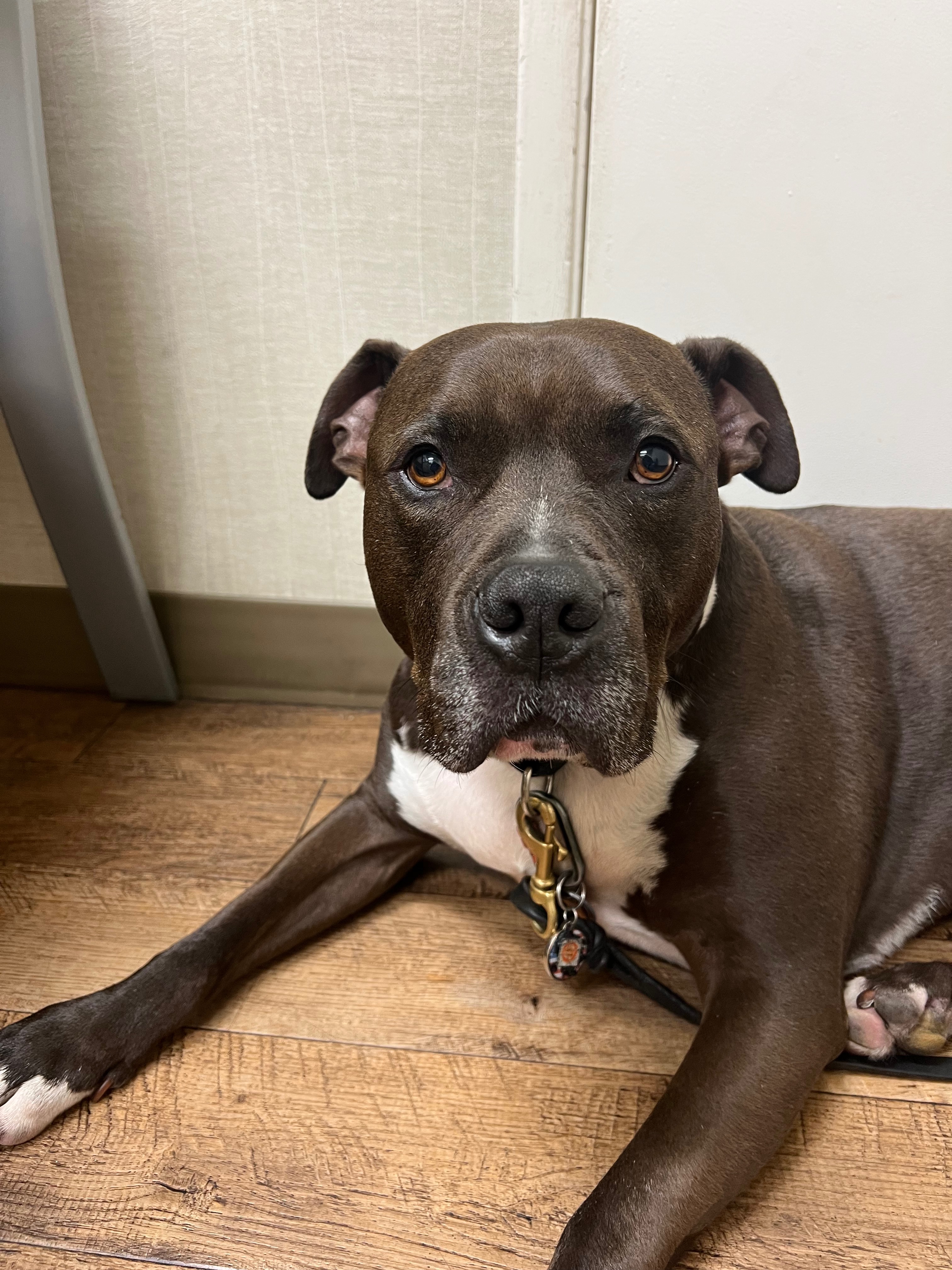 Kitty the Pittie needs Surgery campaign photo, 4 of 7