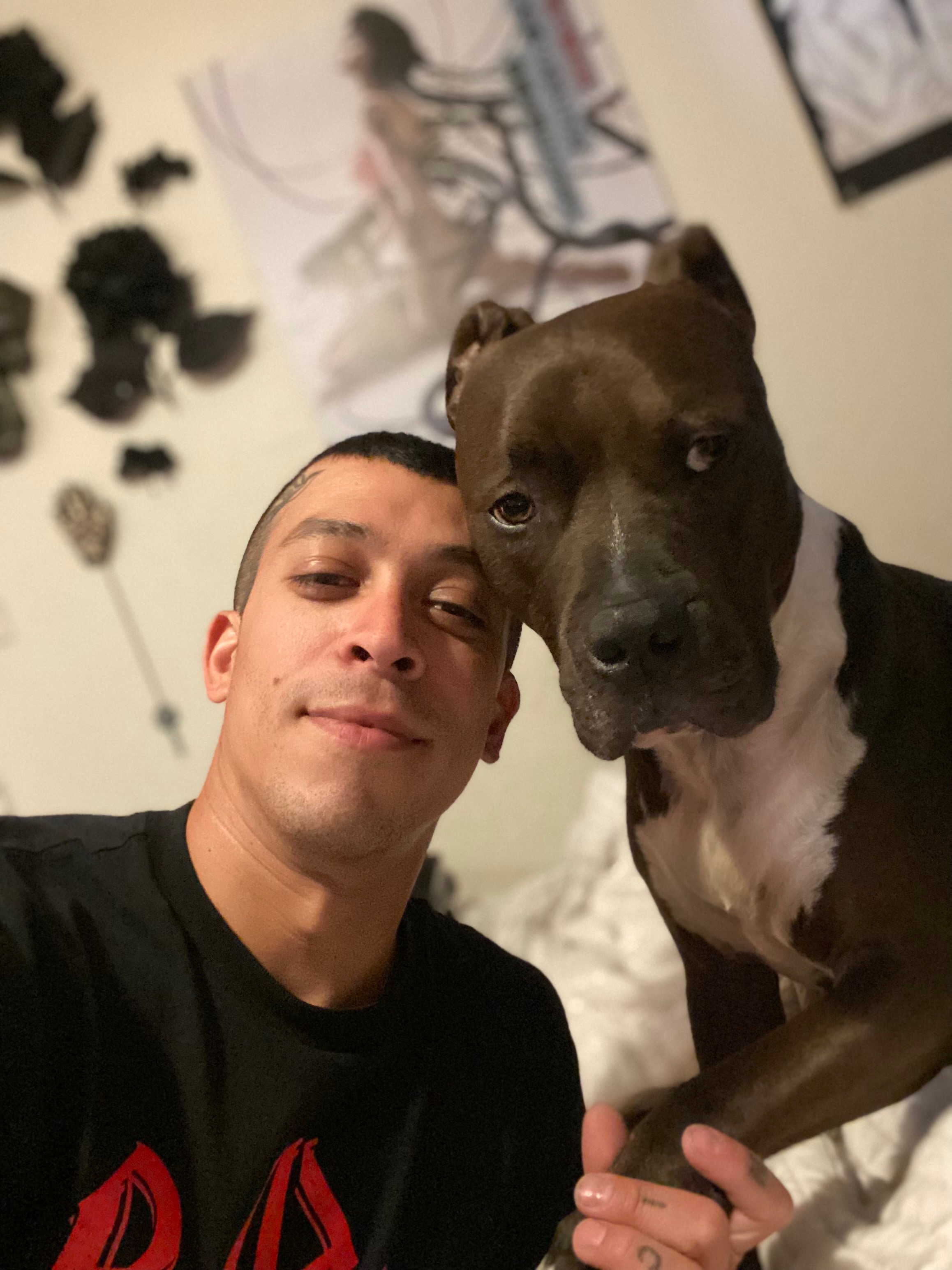 Kitty the Pittie needs Surgery campaign photo, 5 of 7