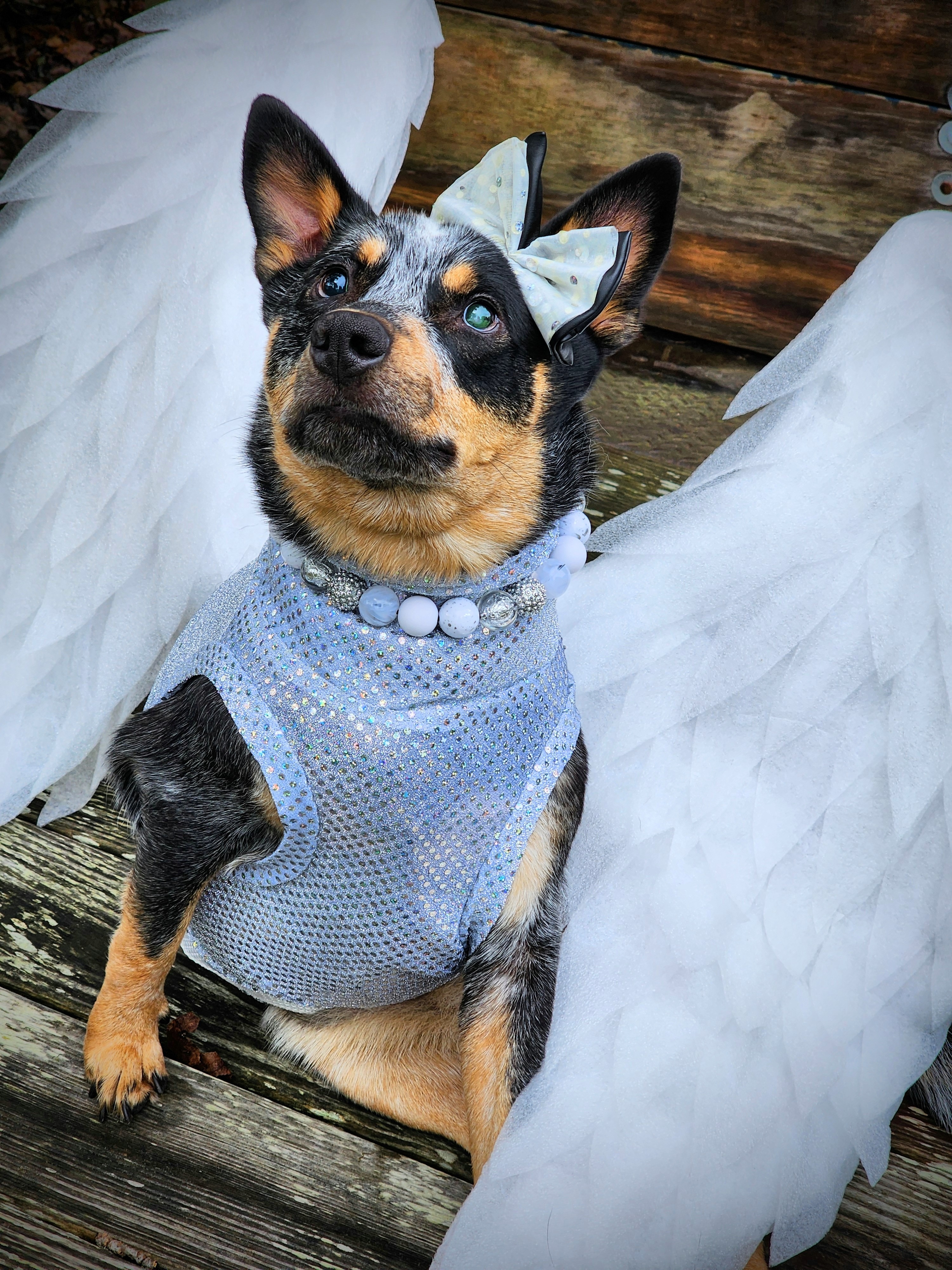 Support Zoe's Urgent Surgery Fund campaign photo, 2 of 4