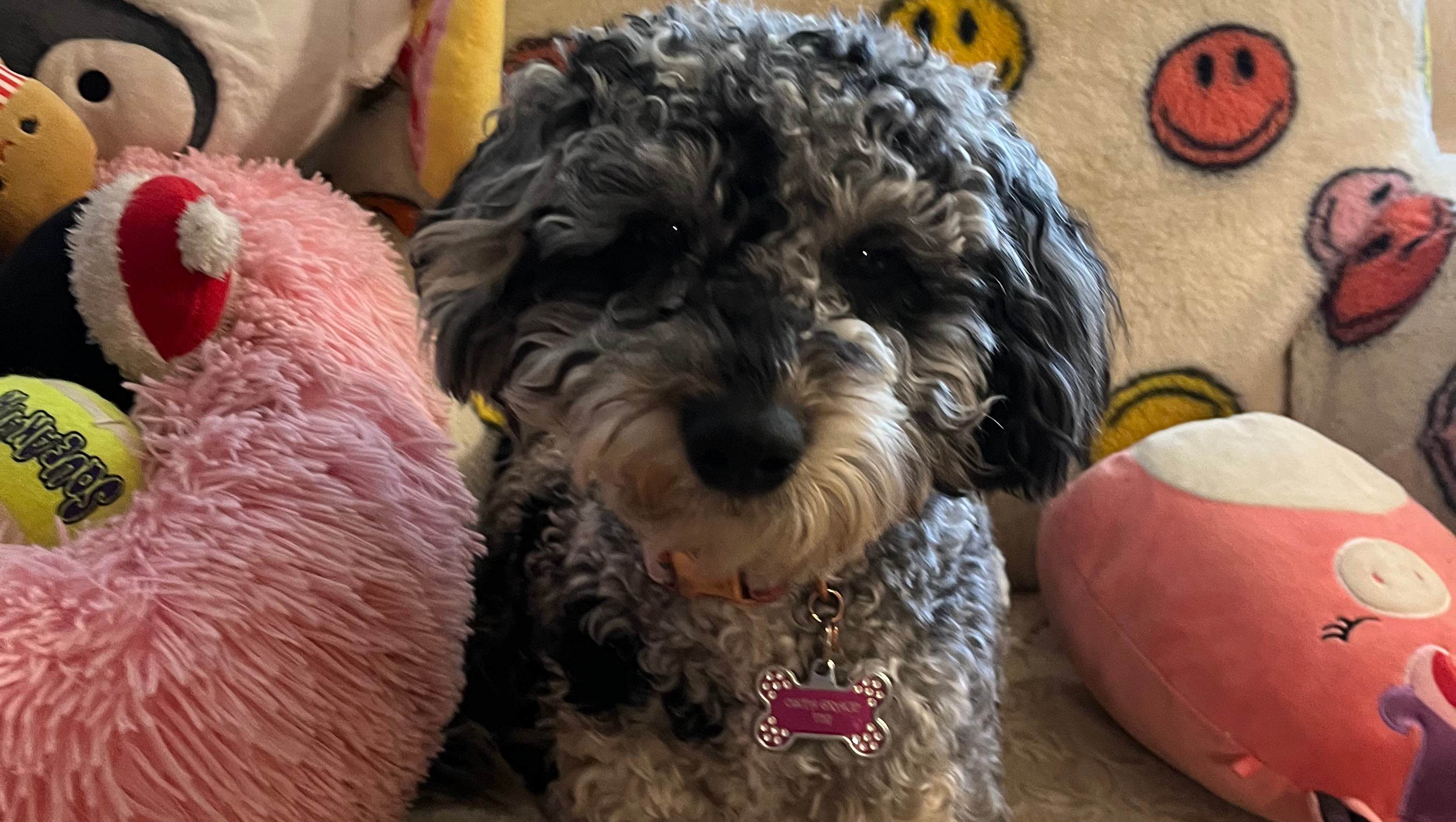 OsitaGrace's Final Rest: Your Help Needed photo