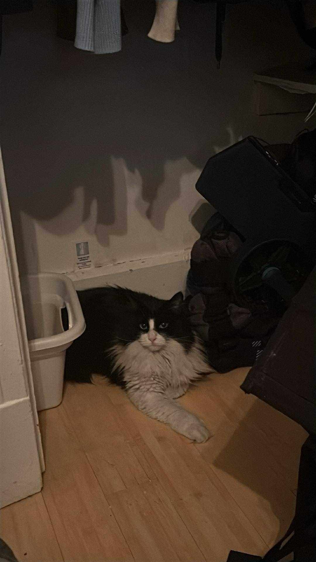 Tout perdu dans un incendie - Urgence pour Rai et ses chats campaign photo, 6 of 8