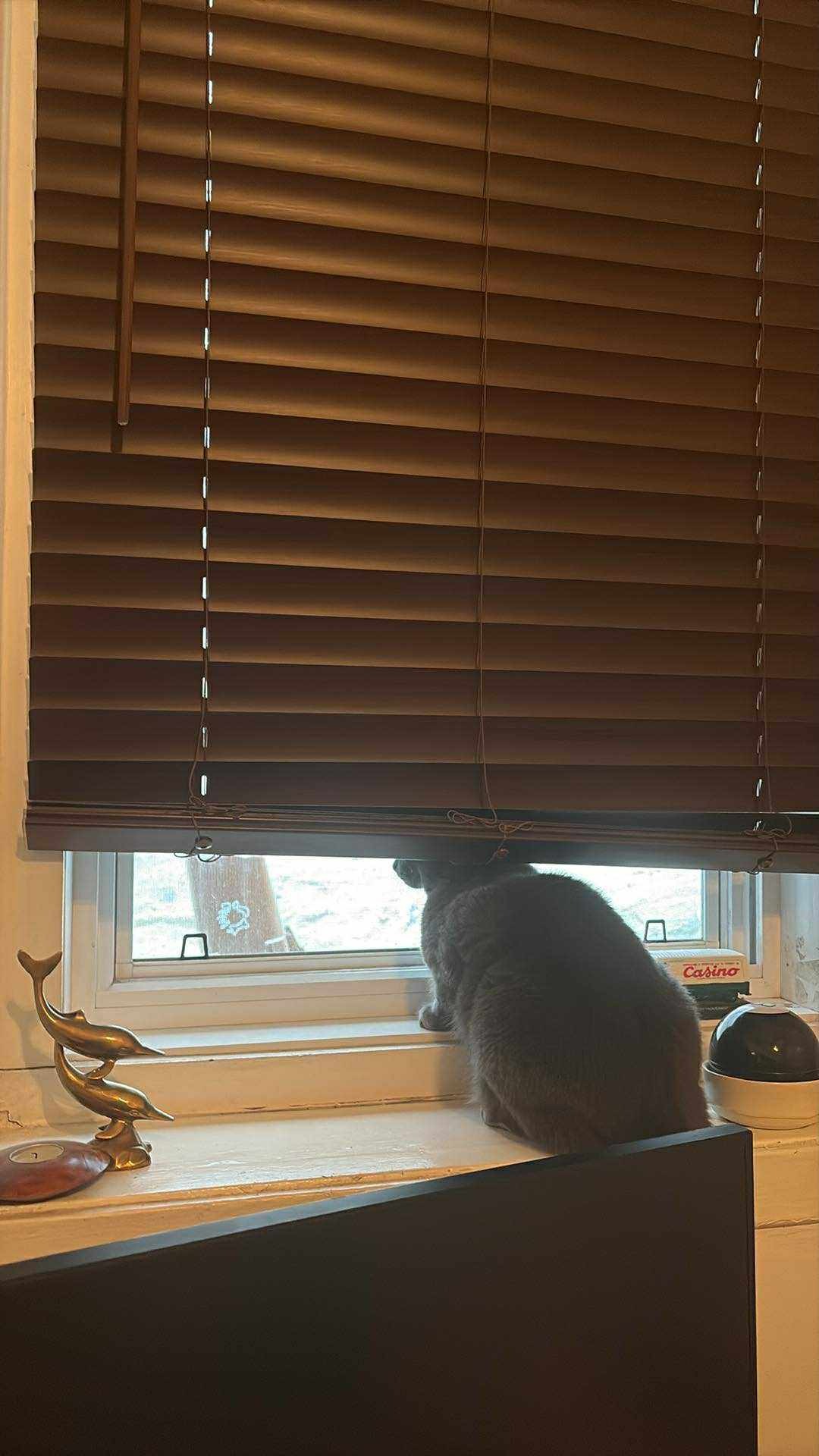 Tout perdu dans un incendie - Urgence pour Rai et ses chats campaign photo, 5 of 8