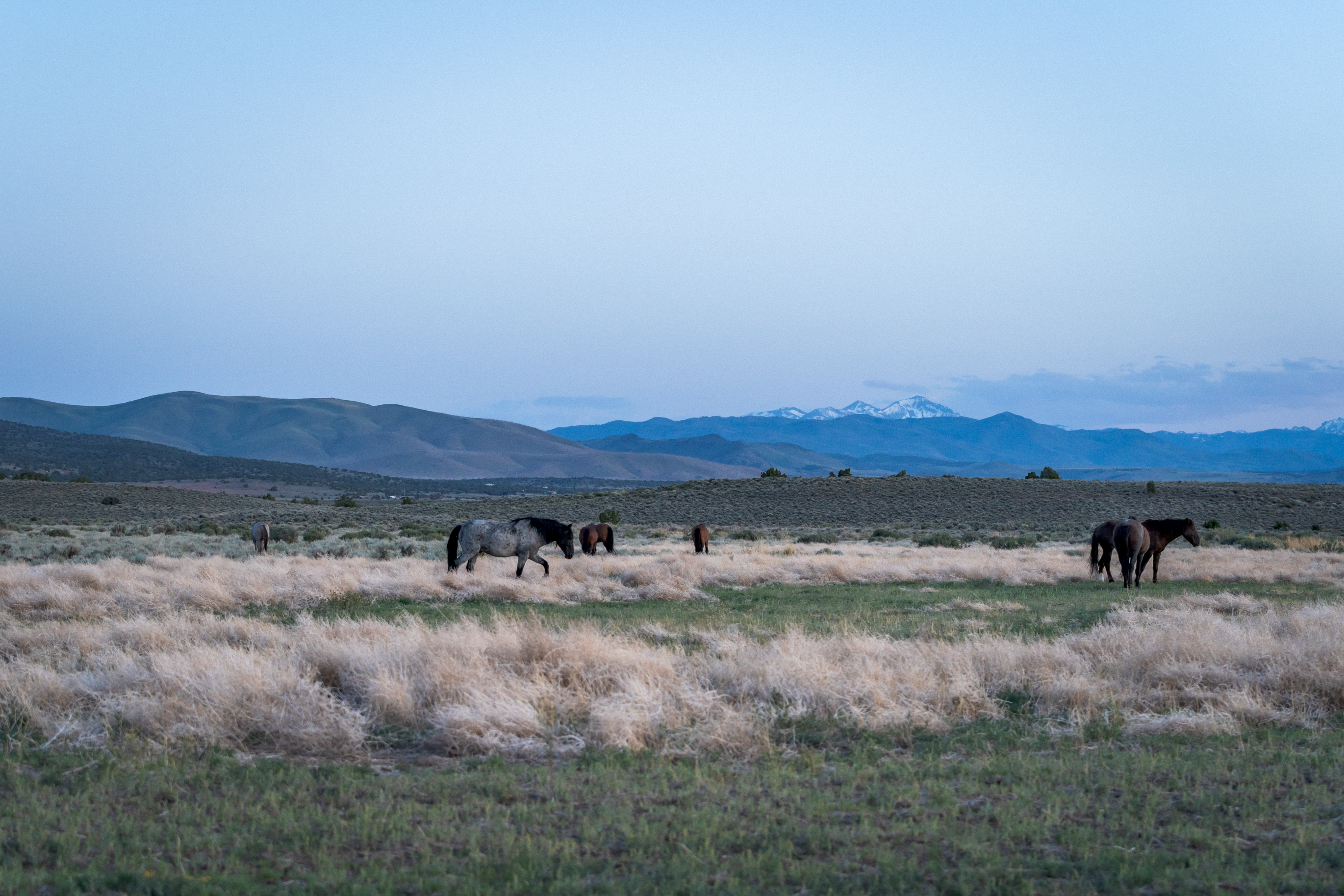 Gib BLM Mustangs ein neues Zuhause in Freiheit campaign photo, 5 of 8