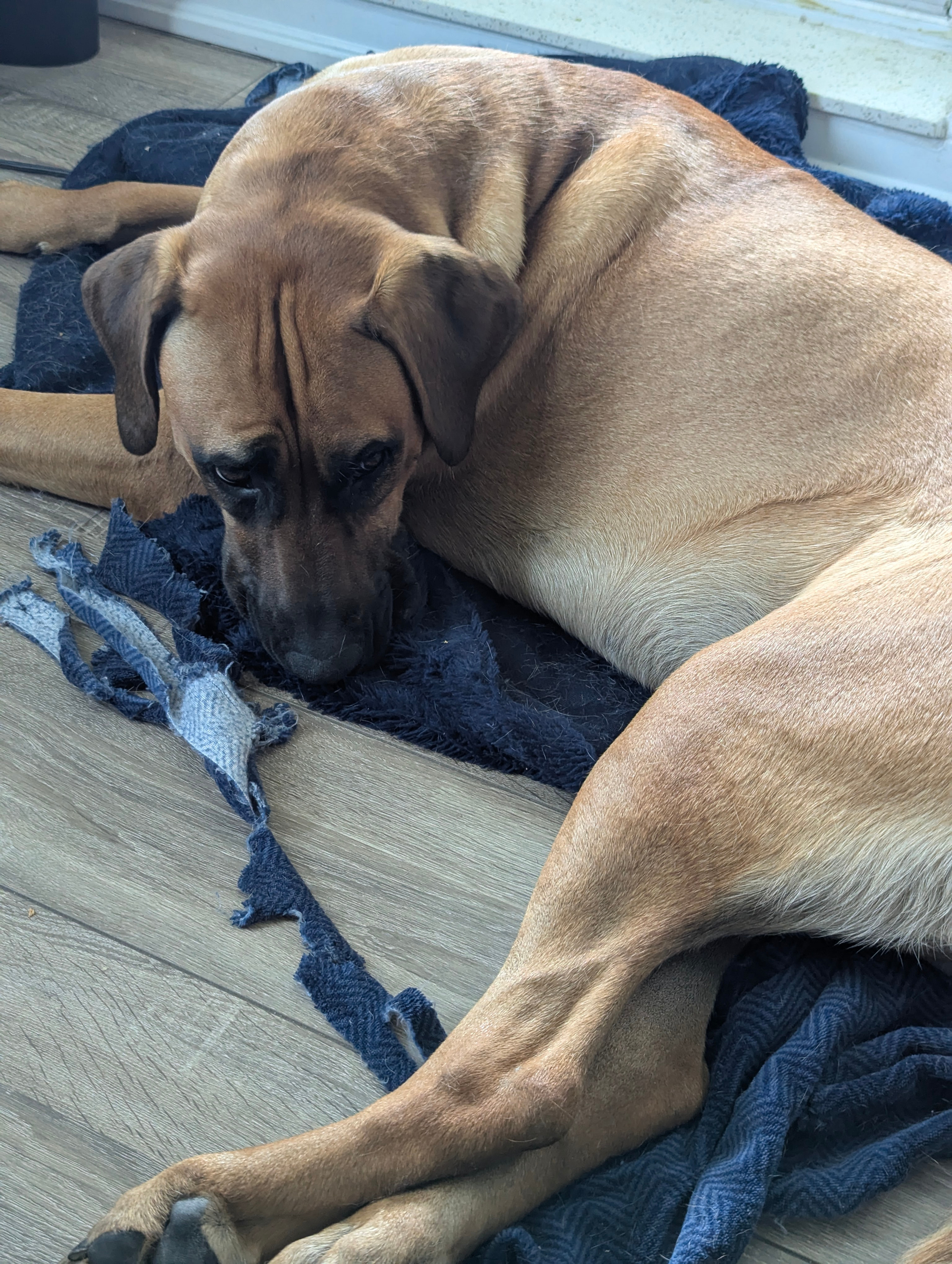 Donate To Help Tiny Get Knee Surgery campaign photo, 6 of 7
