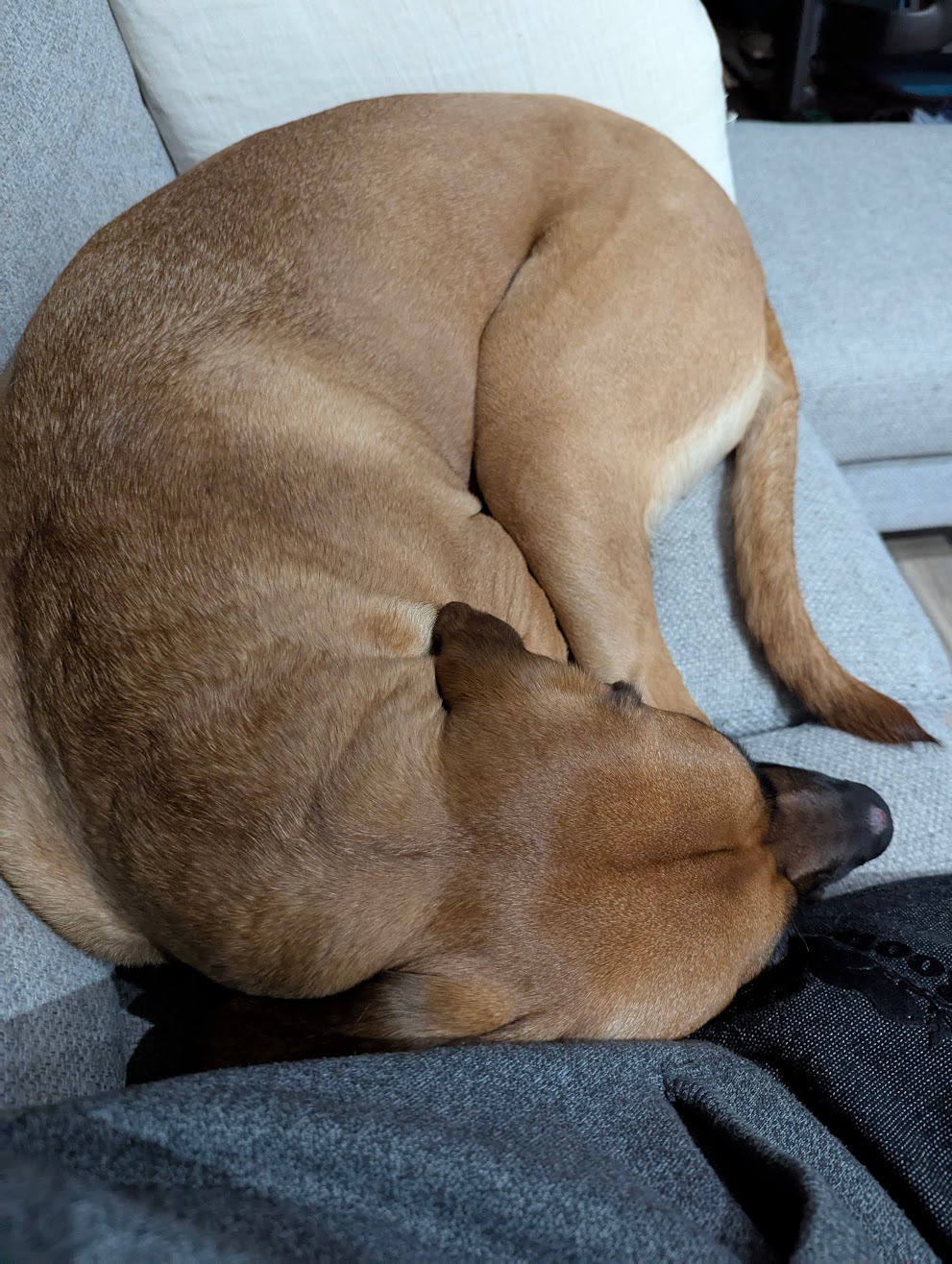 Donate To Help Tiny Get Knee Surgery campaign photo, 2 of 7