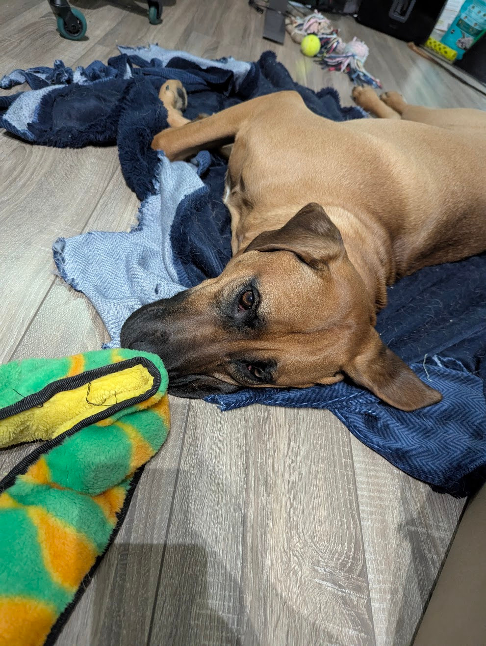 Donate To Help Tiny Get Knee Surgery campaign photo, 5 of 7