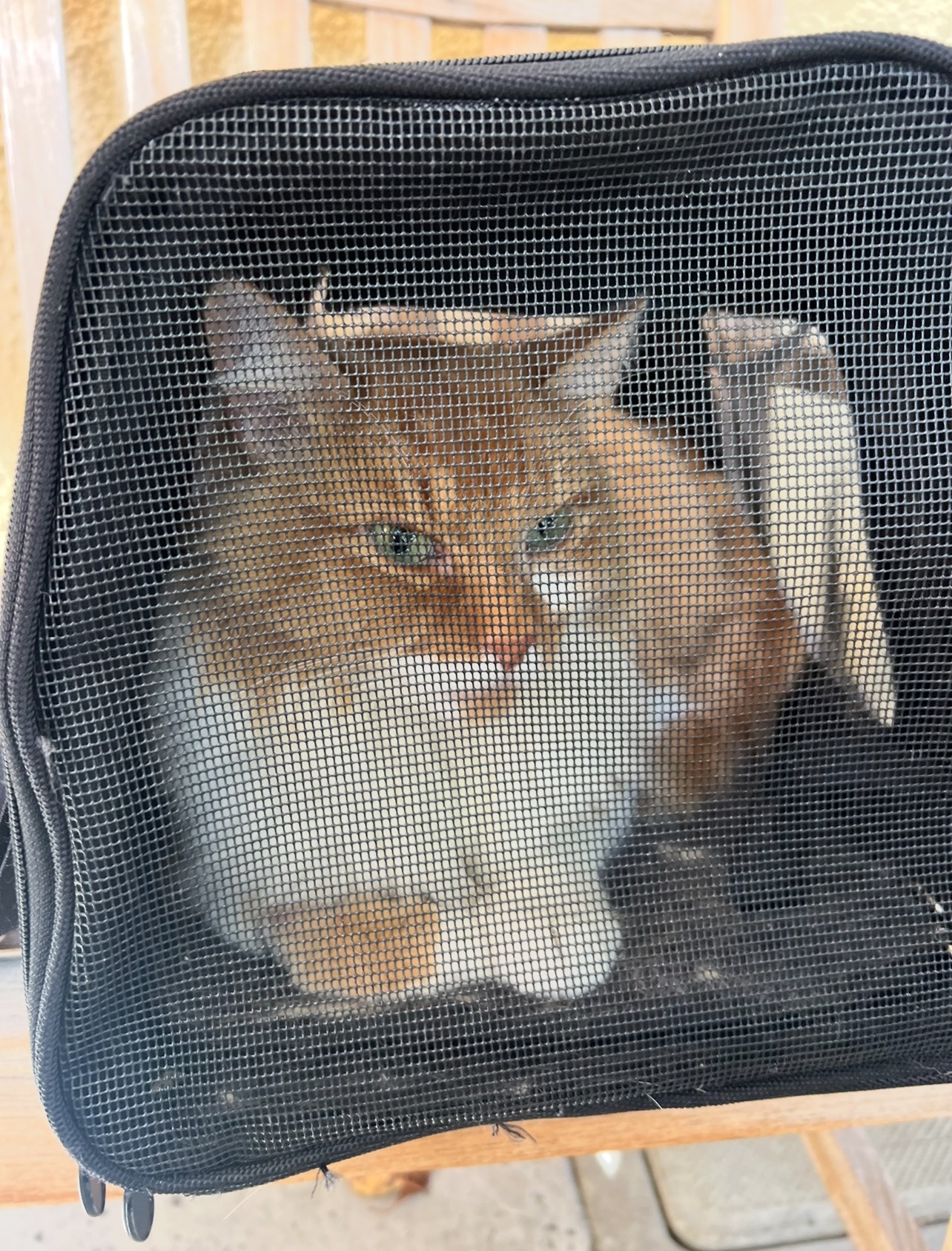 Chicle's Surgery: A Family's Plea for Help campaign photo, 4 of 5