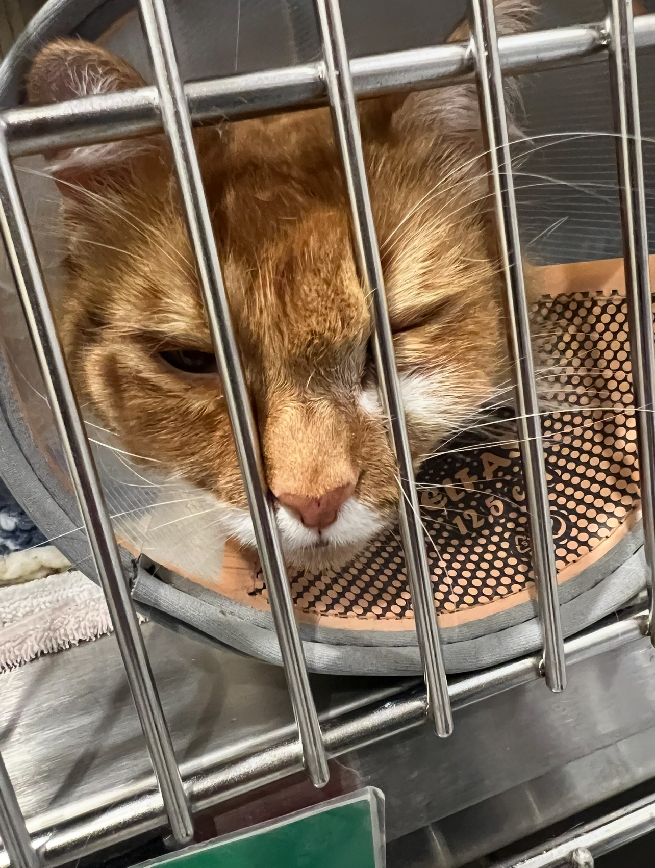 Chicle's Surgery: A Family's Plea for Help campaign photo, 2 of 5