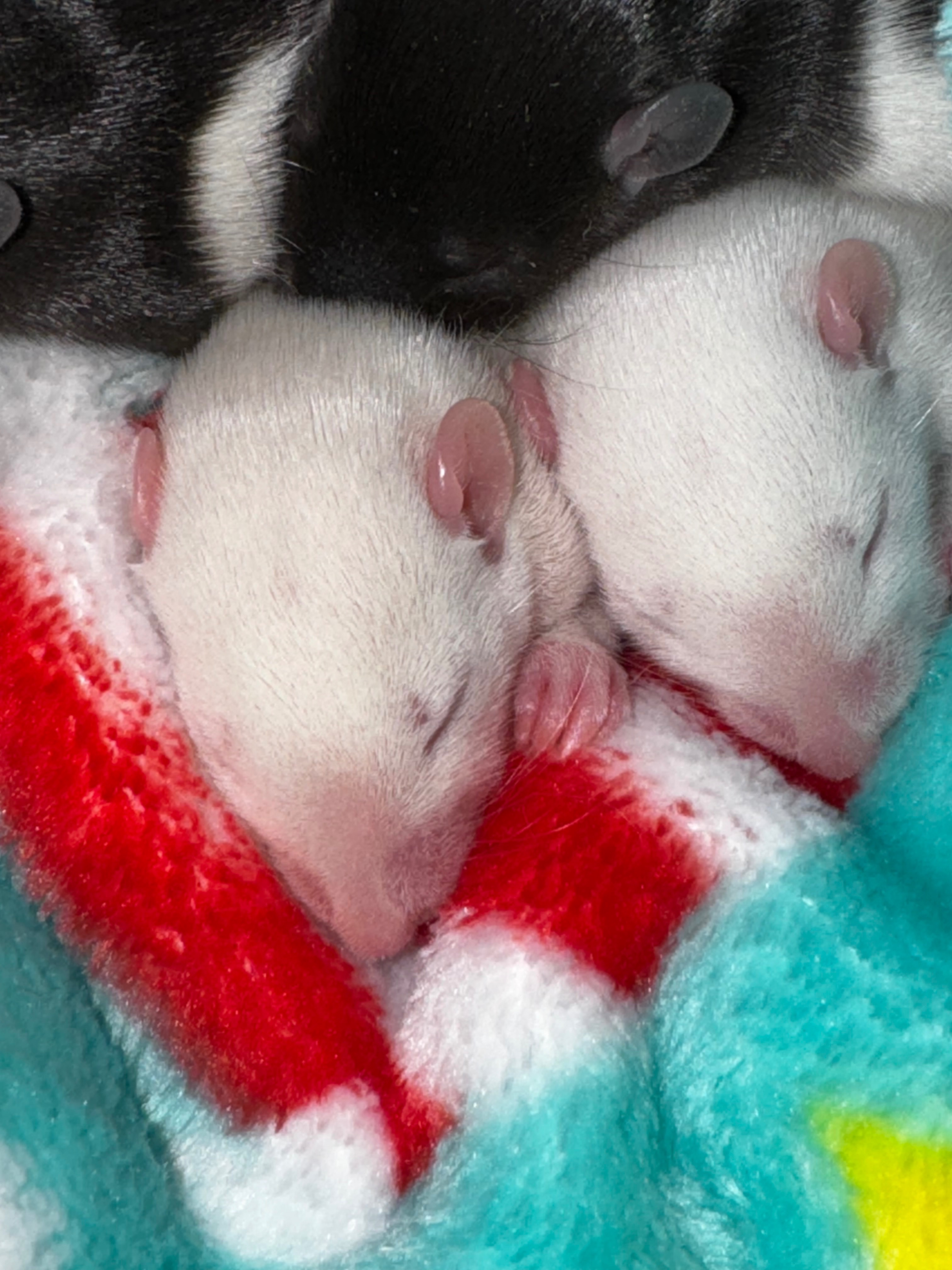Thirty Rats Fundraiser by Rue Kittie : Emergency Vet Care for Hammy