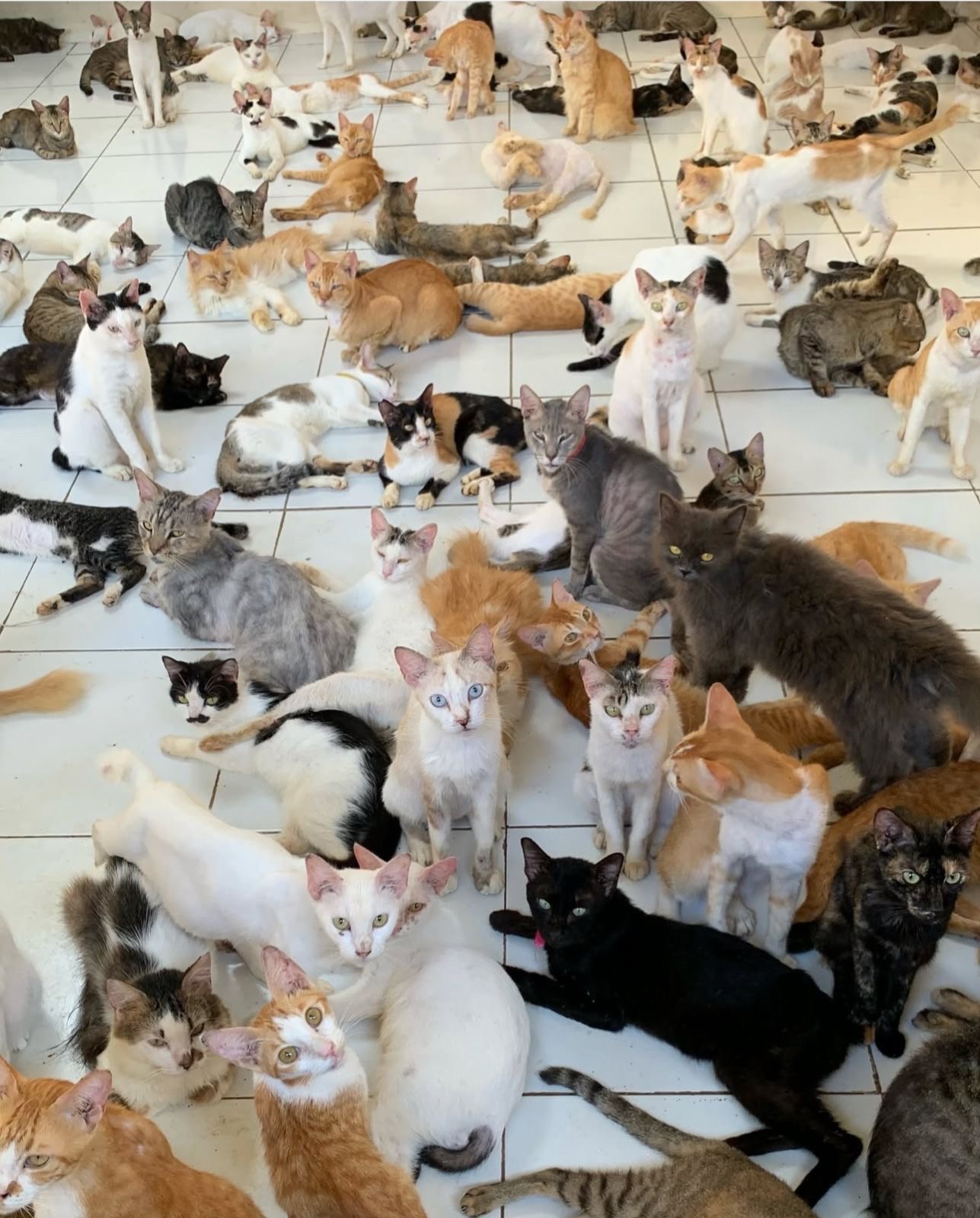 Save Wilda's Shelter: Help 600 Cats & 35 Dogs campaign photo, 2 of 4