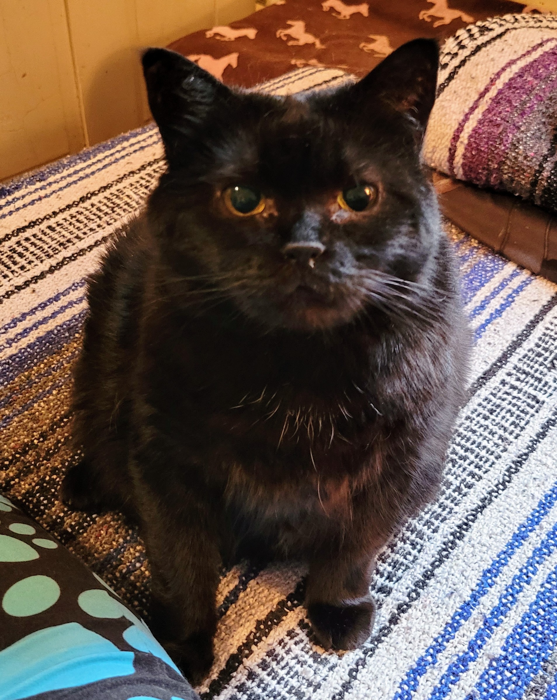 Miss Betty Needs Surgery: Your Support campaign photo, 2 of 4