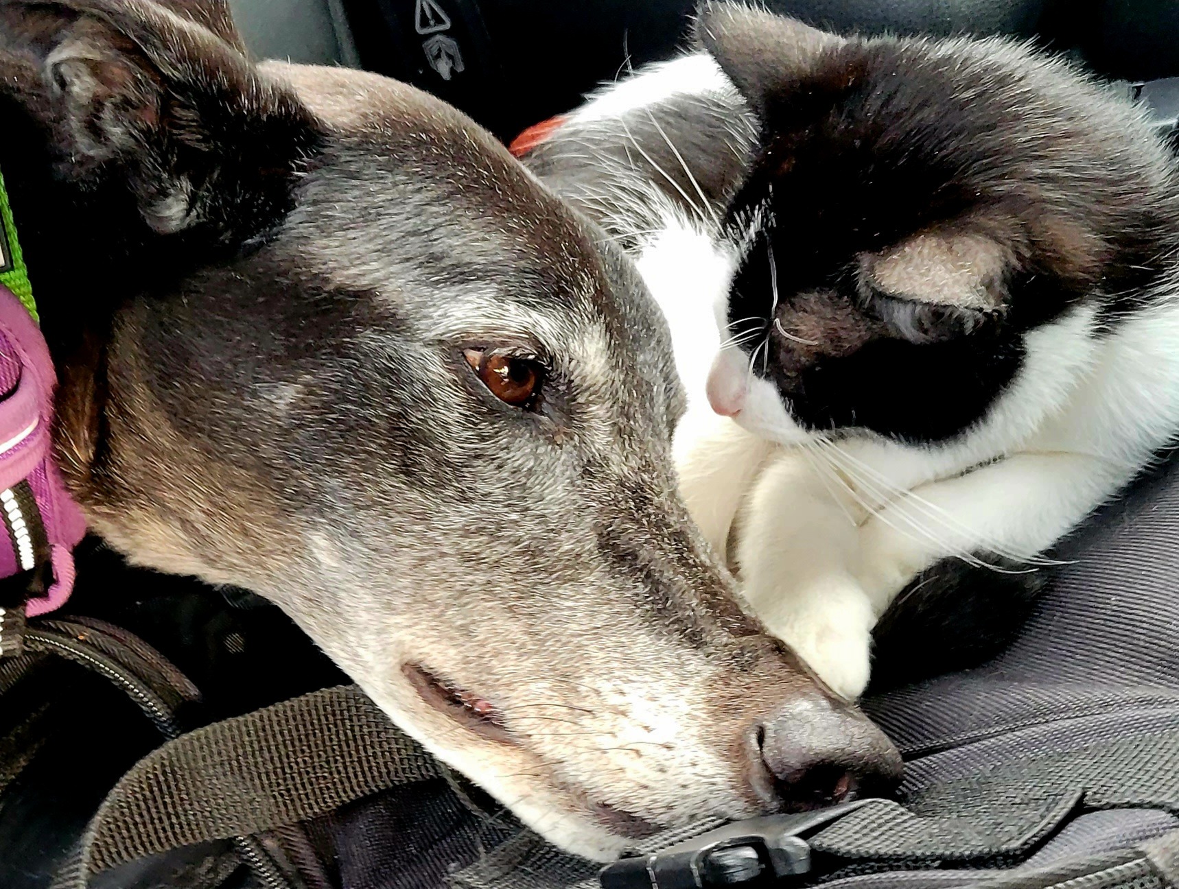 Aid Riversong: Sweetest old Service Dog with a broken elbow. campaign photo, 5 of 6
