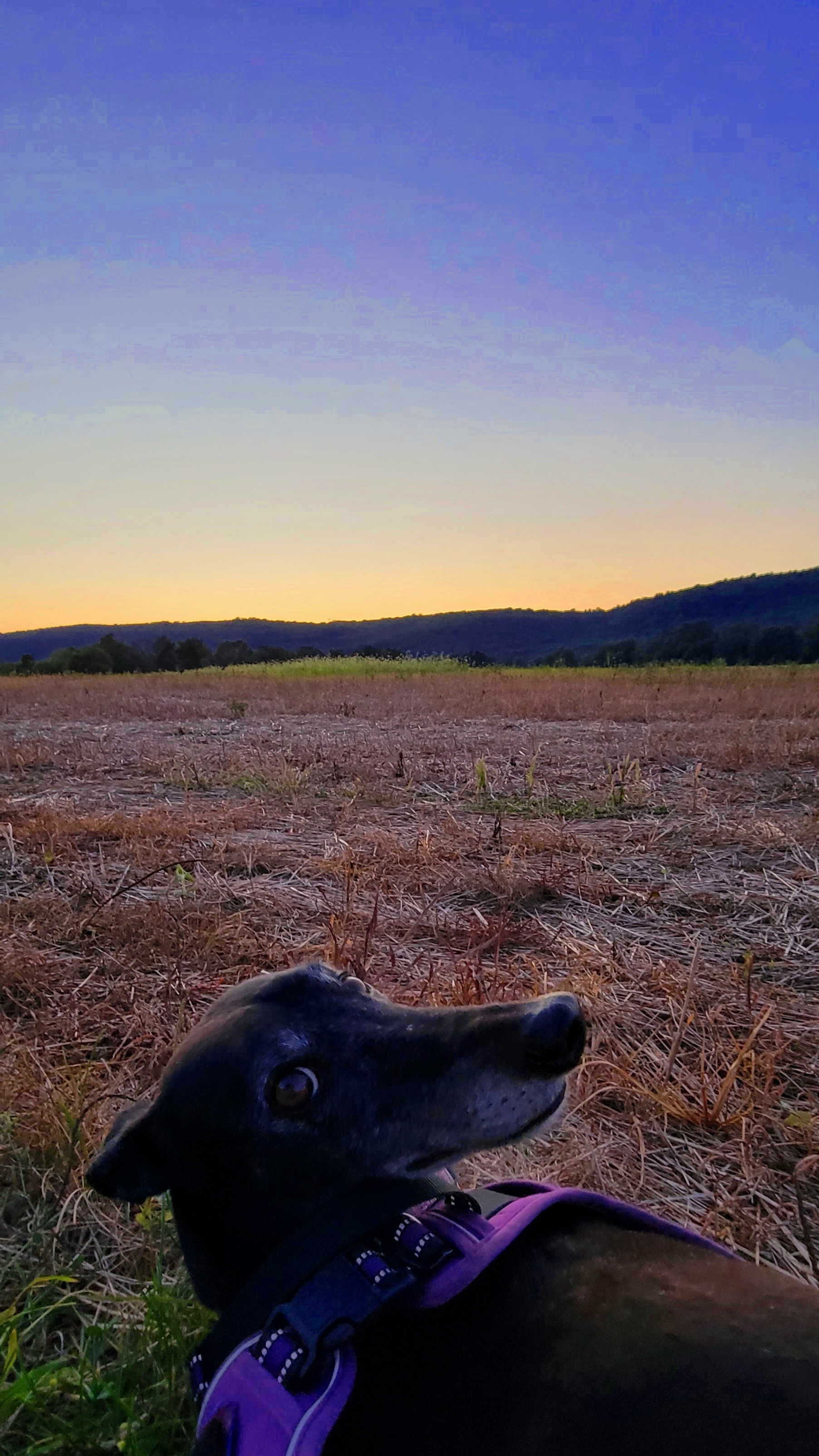 Aid Riversong: Sweetest old Service Dog with a broken elbow. campaign photo, 4 of 6