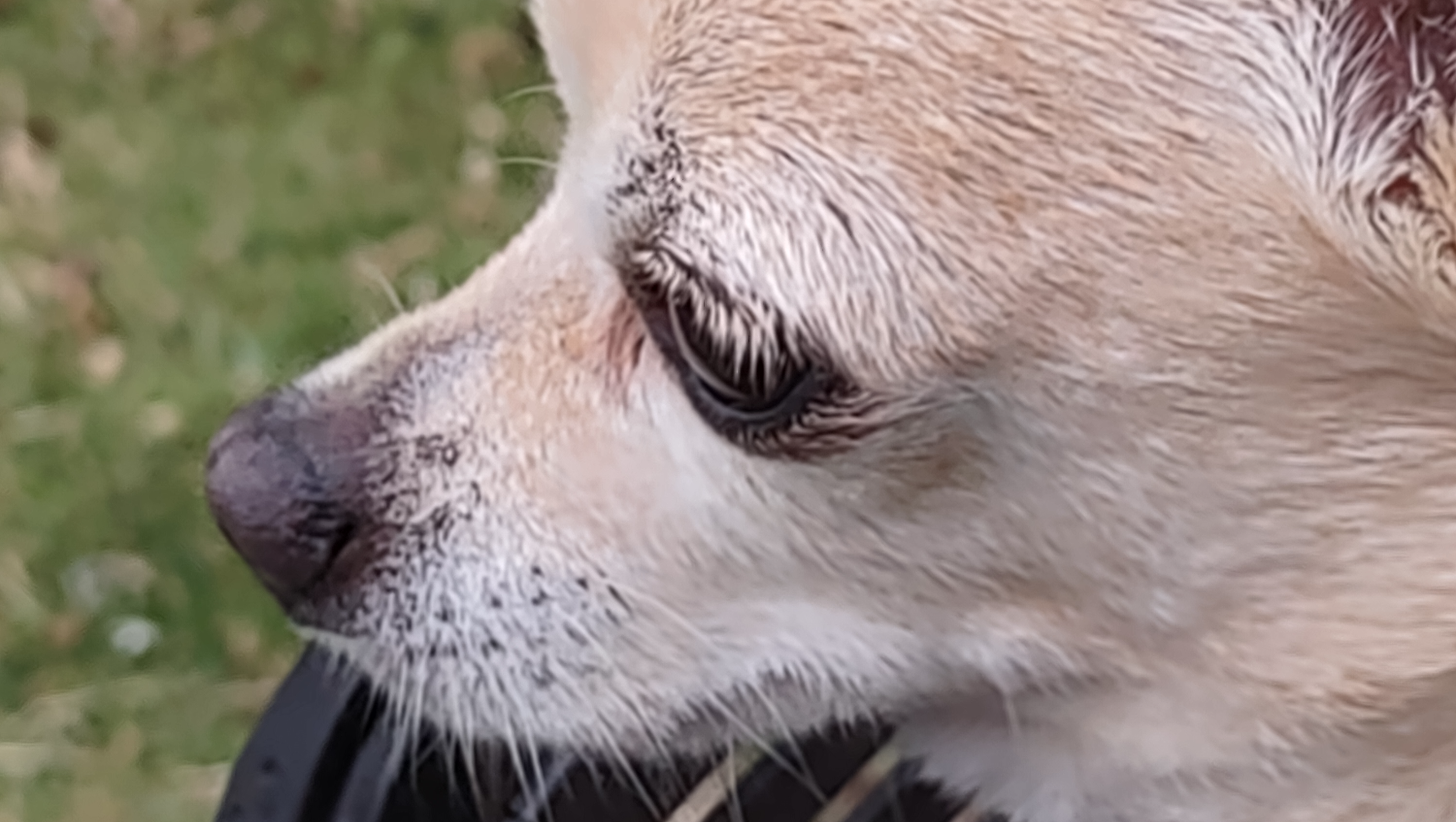 Lets help Diesel get surgery he needs so he can eat better. photo