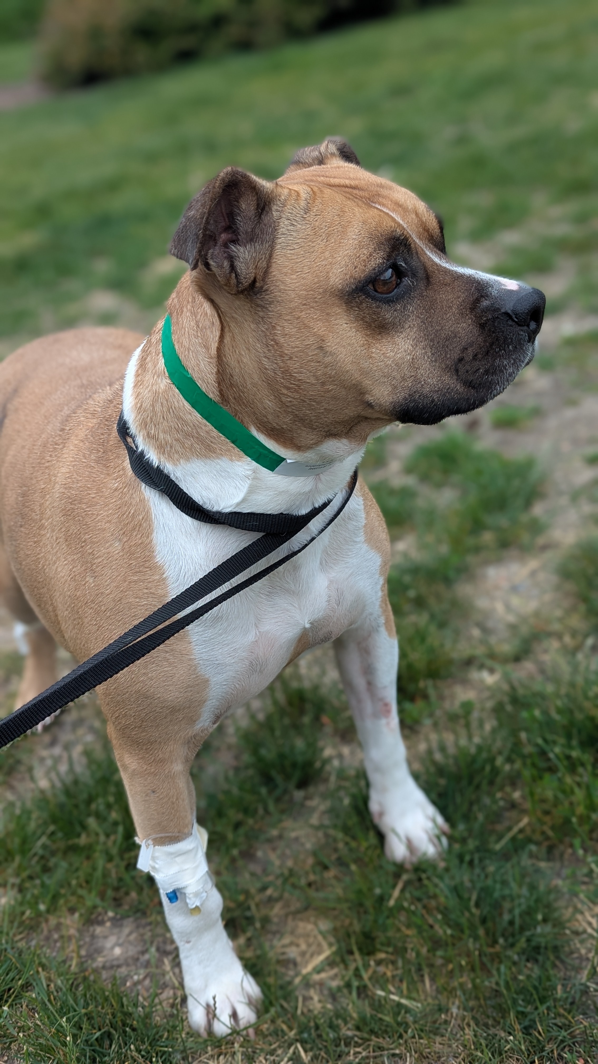 Poptart’s Healing Journey ❤️ campaign photo, 2 of 4