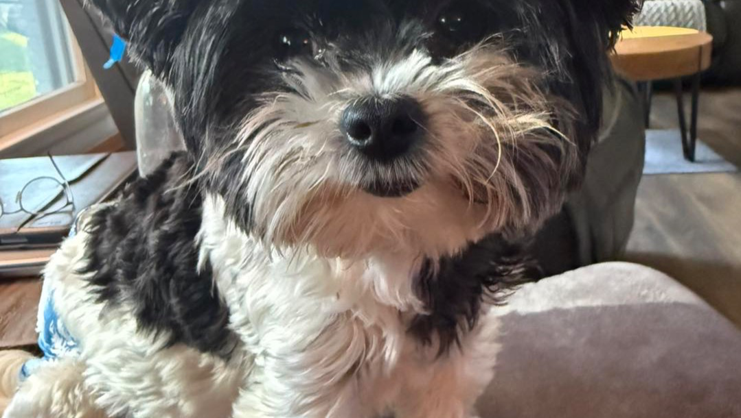 Help Willow Get Life-Saving Surgery photo