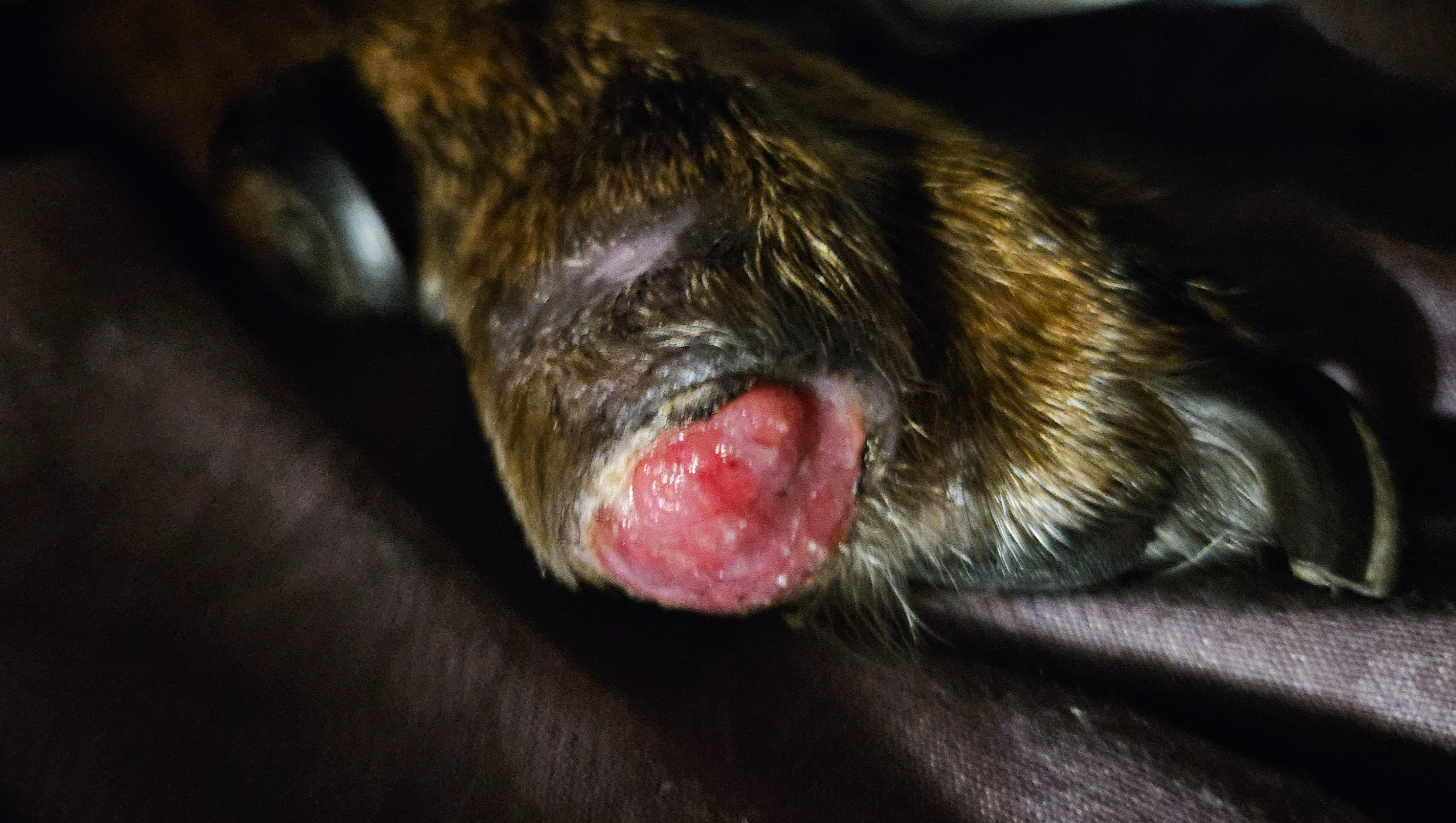 EMERGENCY PLEASE HELP. Immediate surgery for bone cancer photo