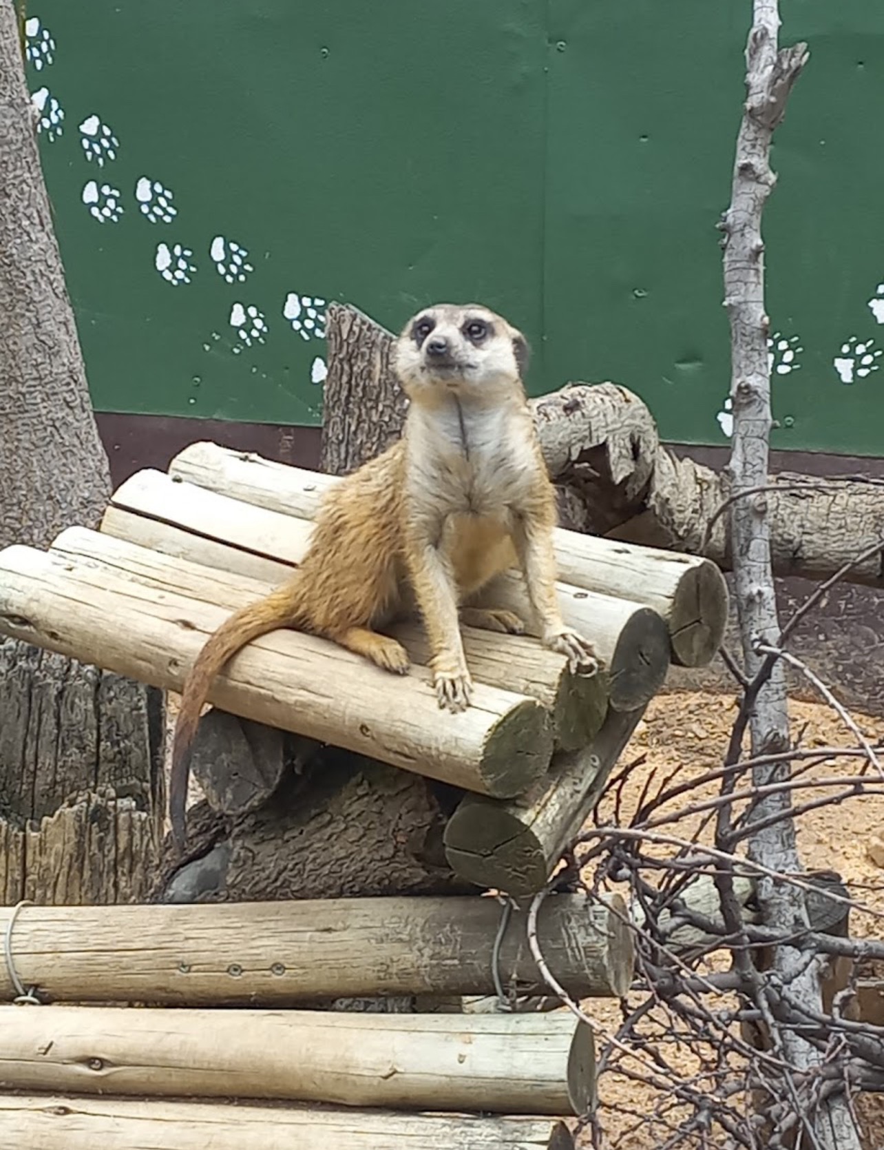 Expanding operations to Rescue, Rehabilitate and Release. campaign photo, 4 of 8