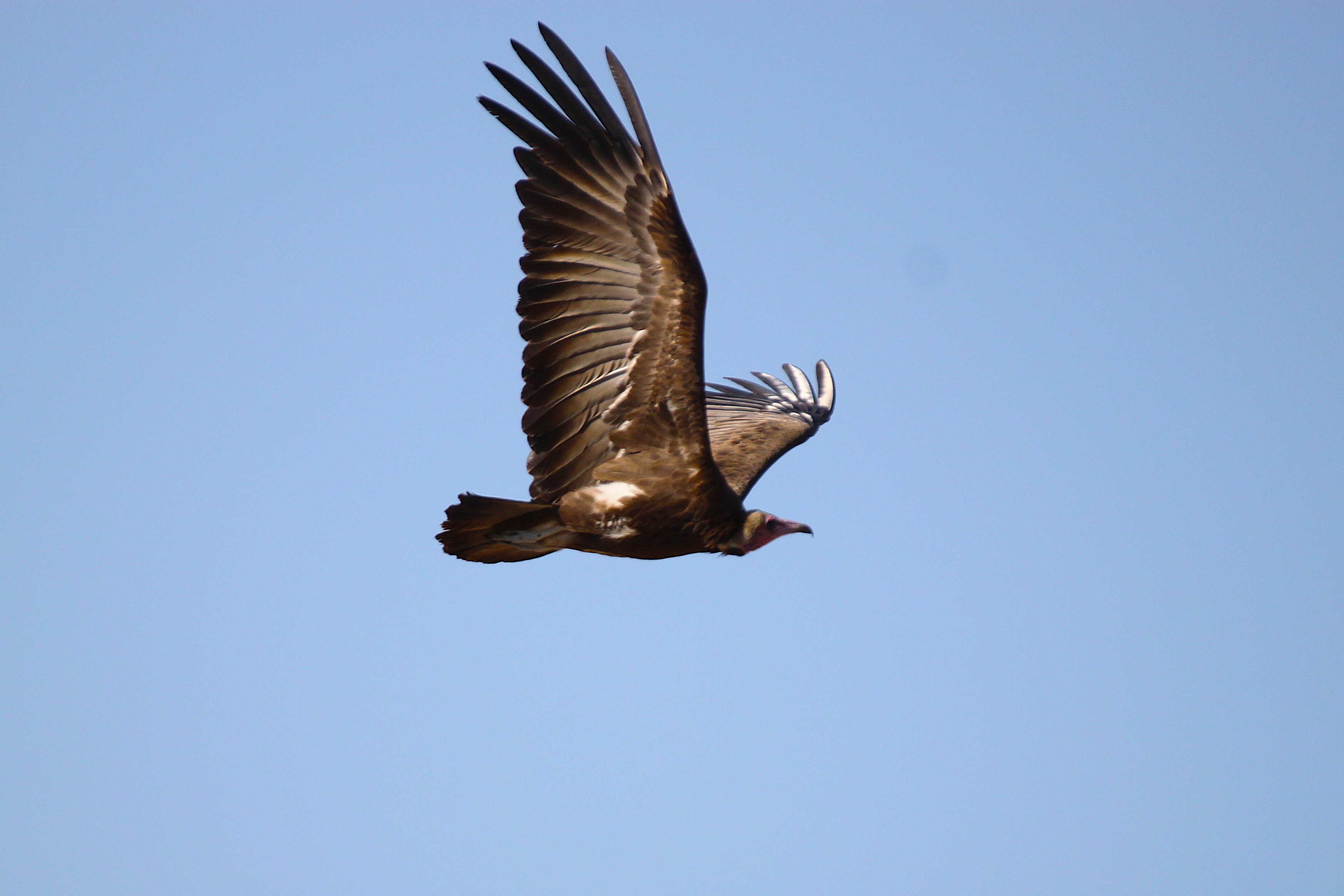 Expanding operations to Rescue, Rehabilitate and Release. campaign photo, 6 of 8