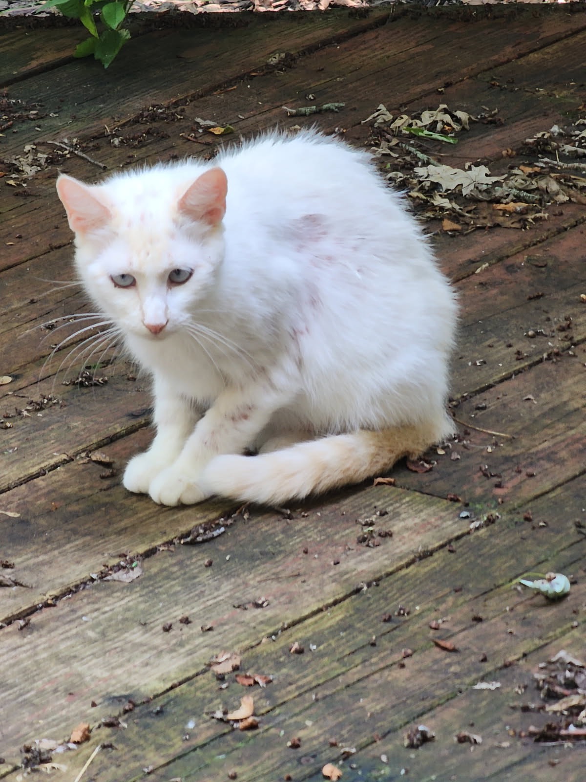 Neighborhood Cat Rescue❤️ campaign photo, 2 of 8