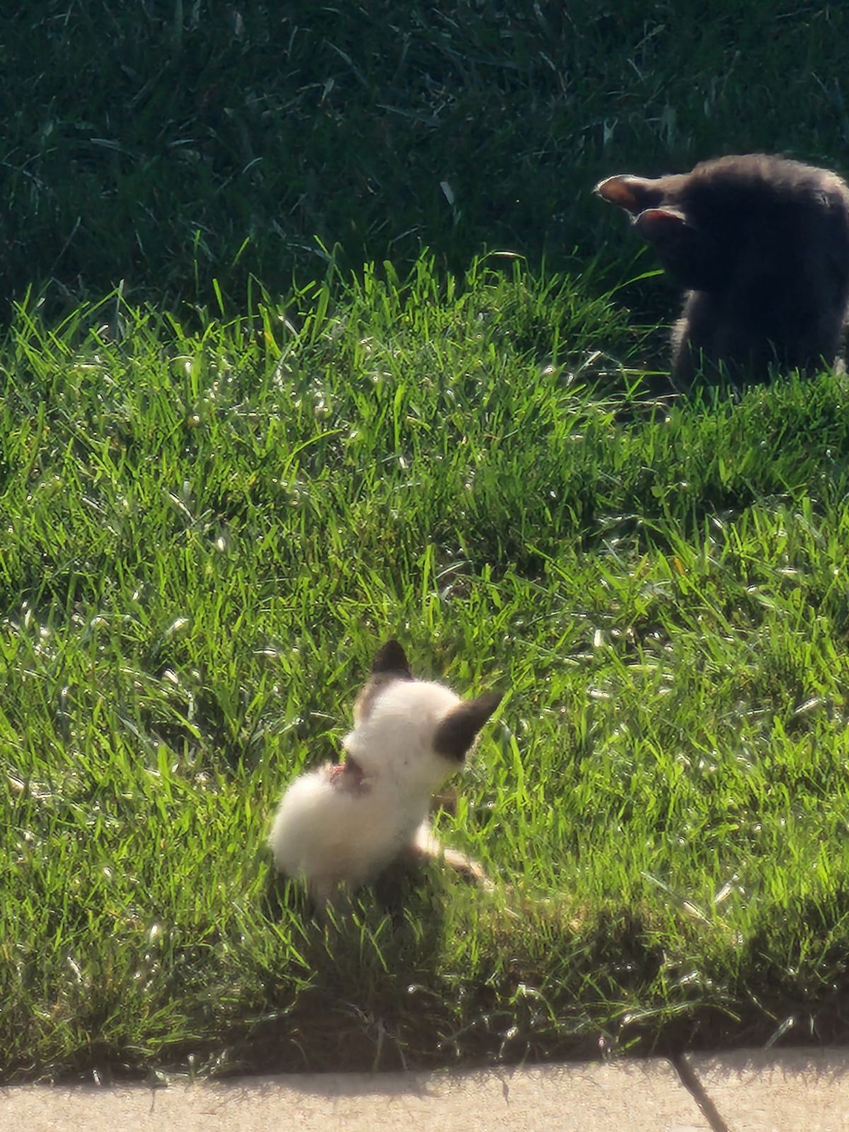 Neighborhood Cat Rescue❤️ campaign photo, 4 of 8